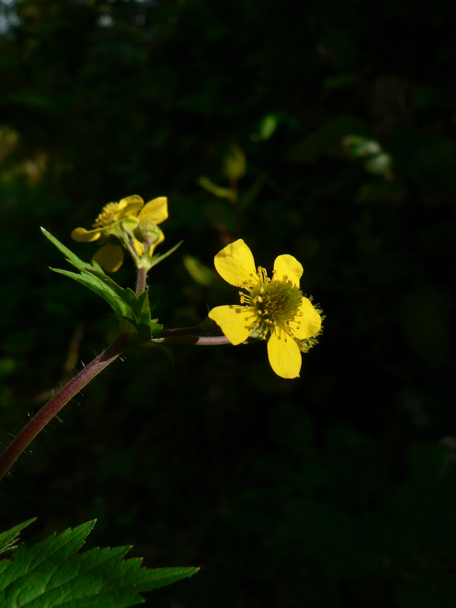 Largeleaf Avens showing field marks for Geum macrophyllum.