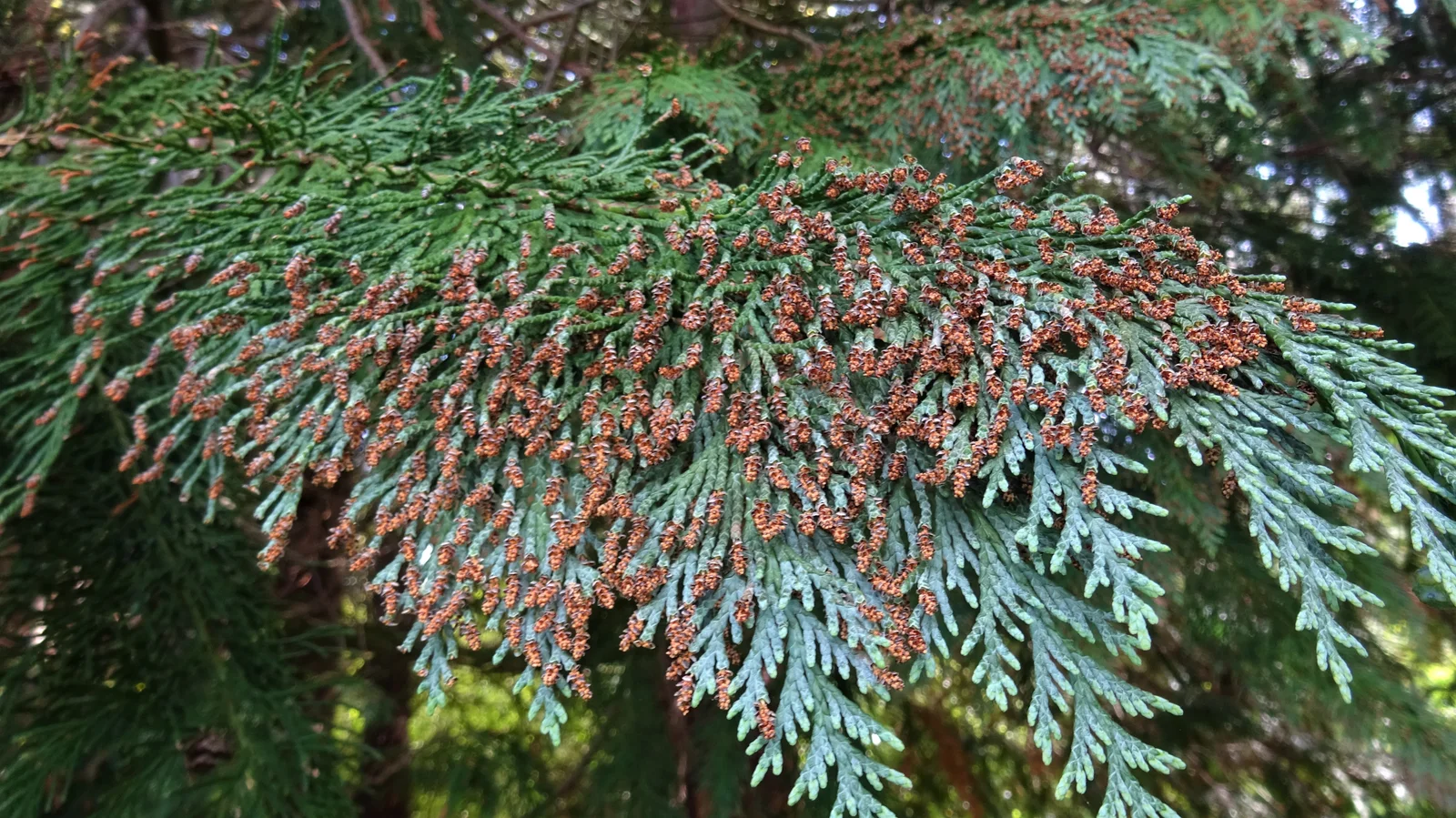 Lawson's Cypress showing field marks for Chamaecyparis lawsoniana.