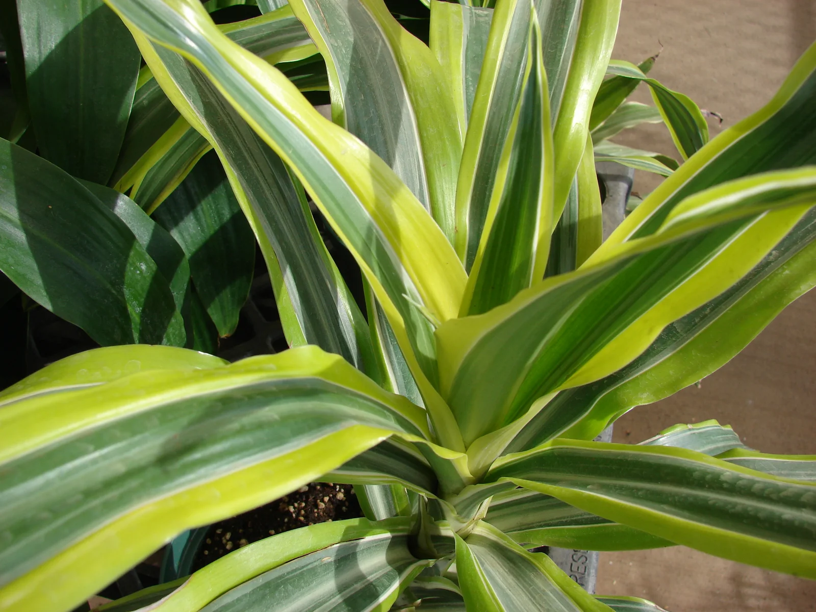 Lemon Lime Dracaena showing visible field marks for Dracaena fragrans 'lemon lime'.