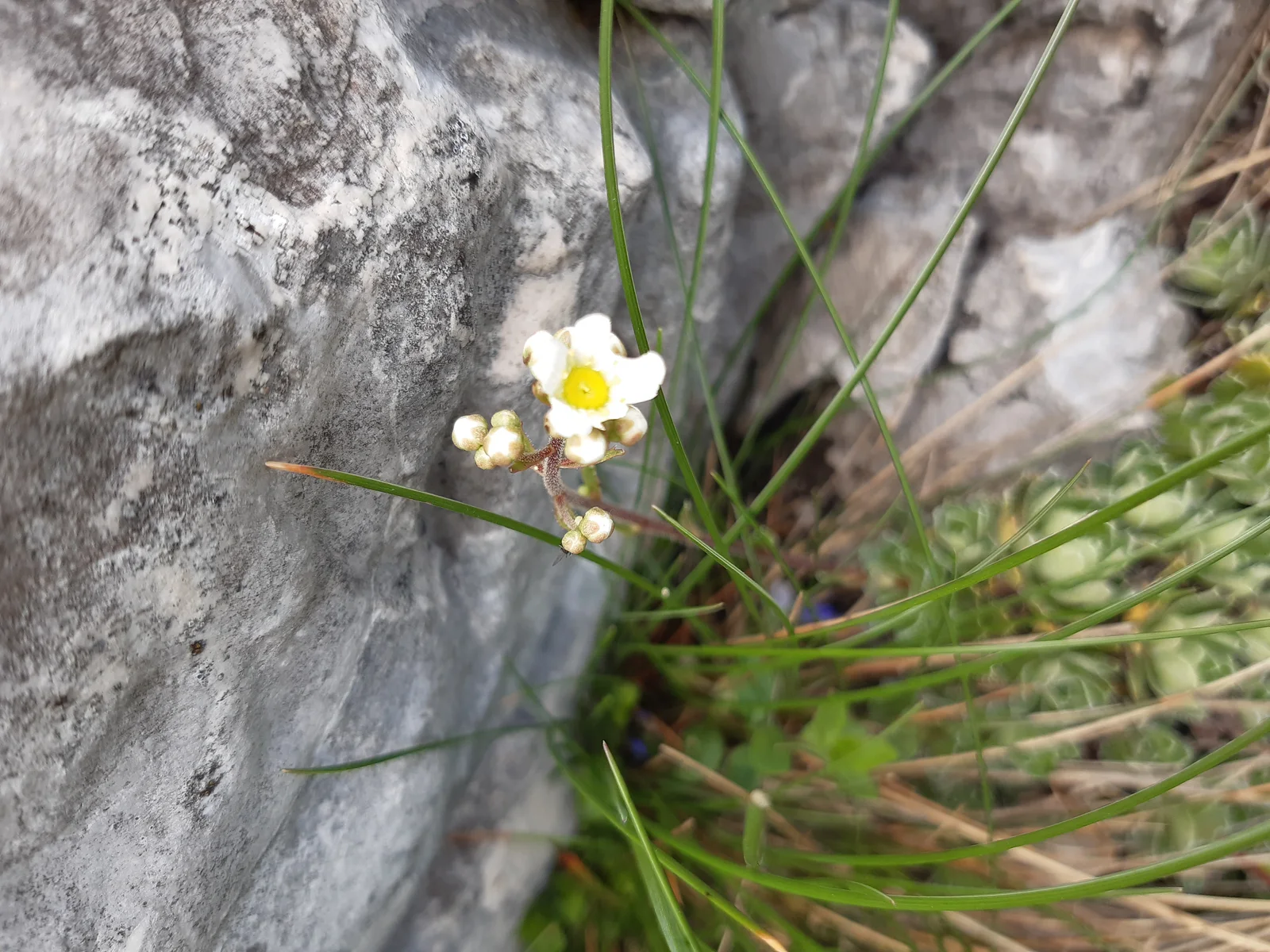 Lifelong Saxifrage shown in a verified species image for field-guide context.