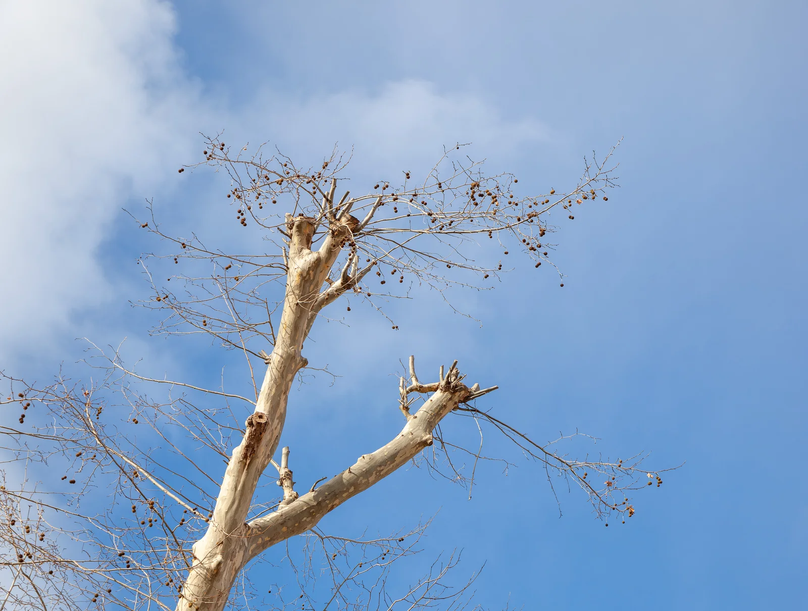 London Plane showing field marks for Platanus × hispanica.