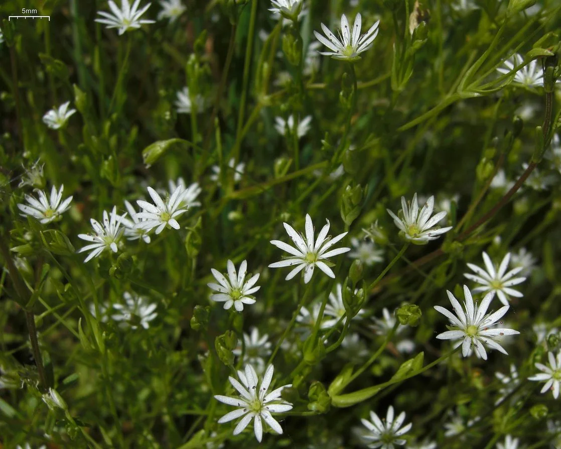 Longleaf Starwort showing field marks for Stellaria longifolia.