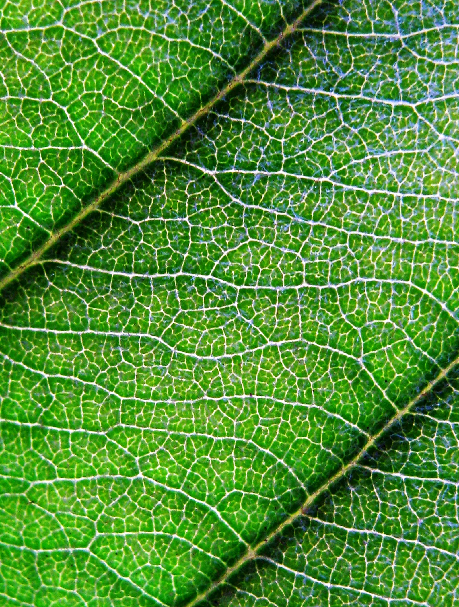 Loquat showing large ribbed evergreen leaves for field identification.
