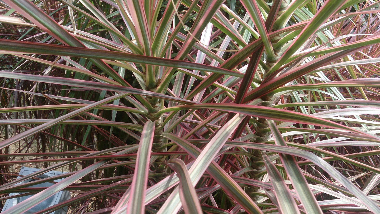Madagascar Dragon Tree showing visible field marks for Dracaena reflexa var. angustifolia.