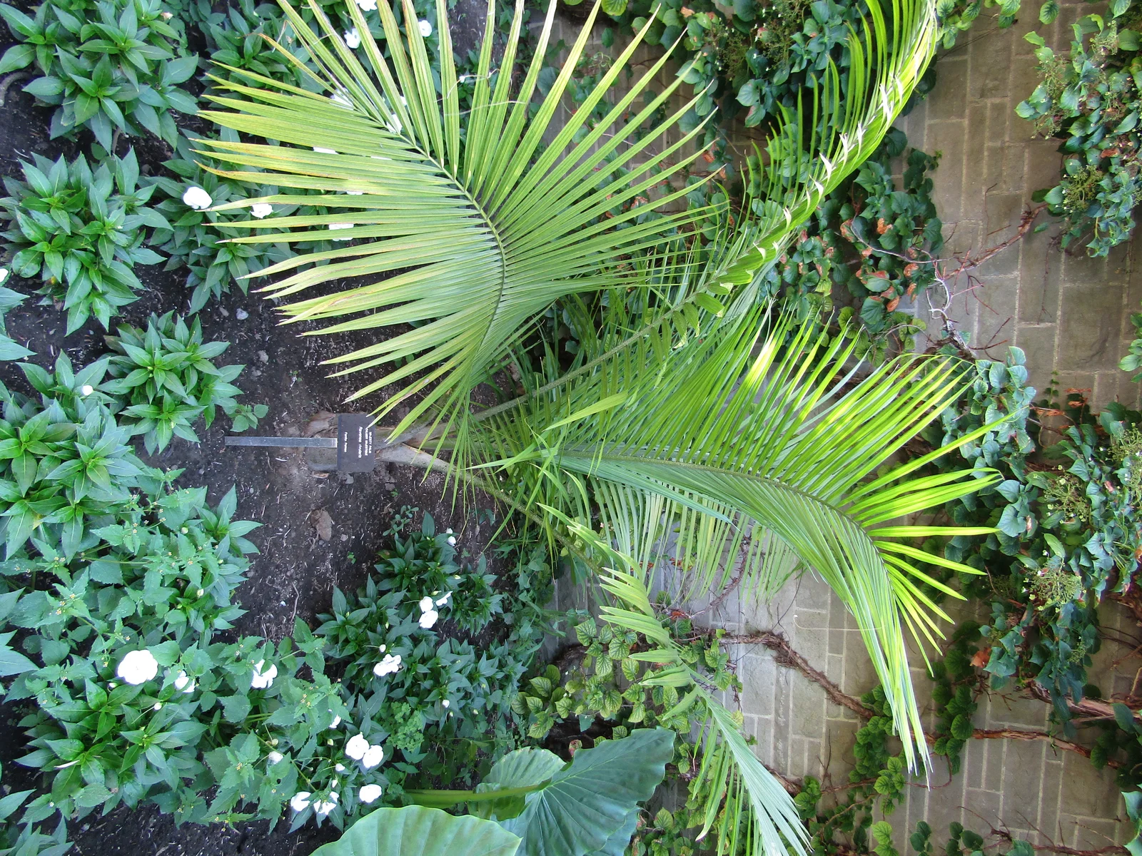 Majesty Palm showing arching feather-like fronds for field identification.