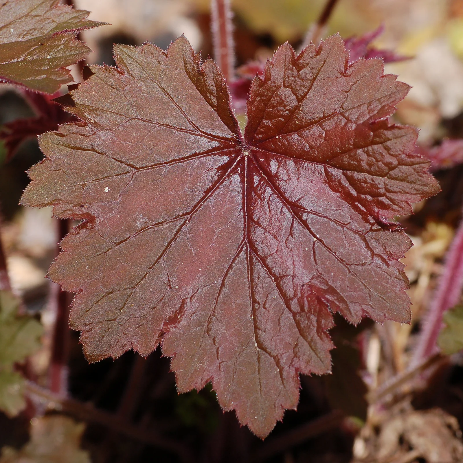 Verified image of Mapleleaf Alumroot showing maple-like hairy leaves.