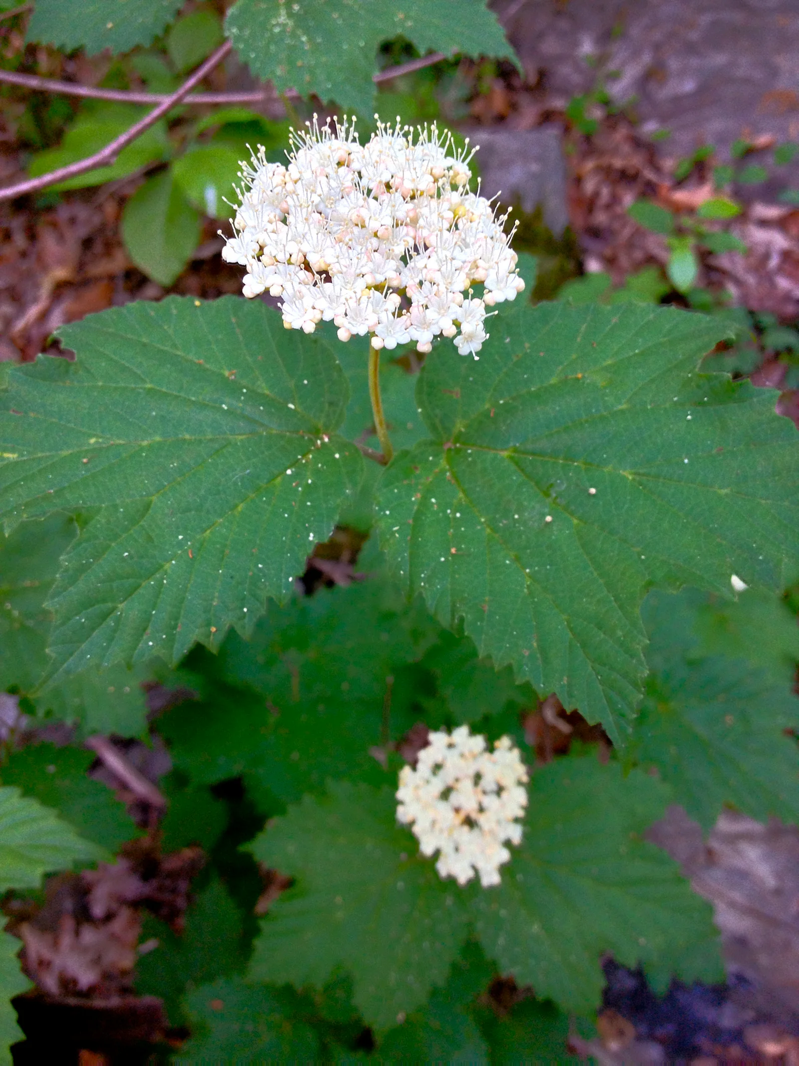 Mapleleaf Viburnum showing field marks for Viburnum acerifolium.