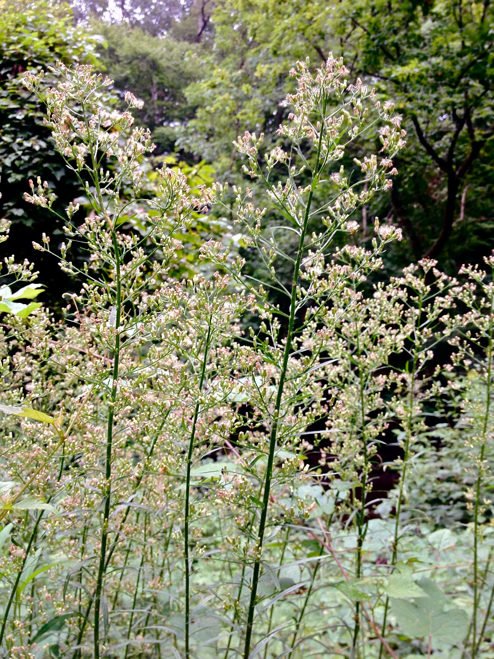 Mare’s tail plant in flower with narrow leaves and upright habit.