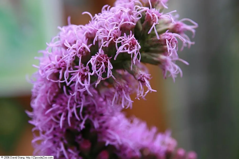 Marsh Blazing Star hero showing overall form.