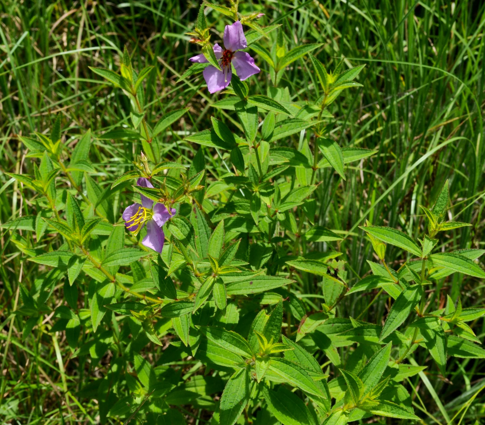 Maryland Meadow Beauty shown in a verified species image for field-guide context.