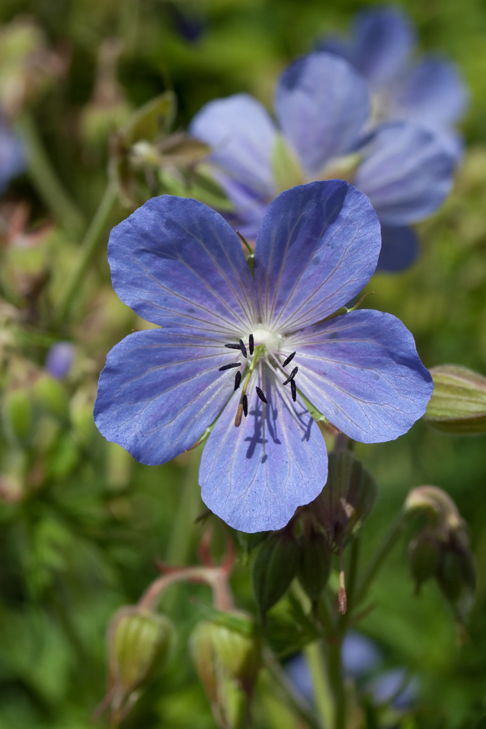 Meadow Cranesbill showing visible field marks for Geranium pratense.