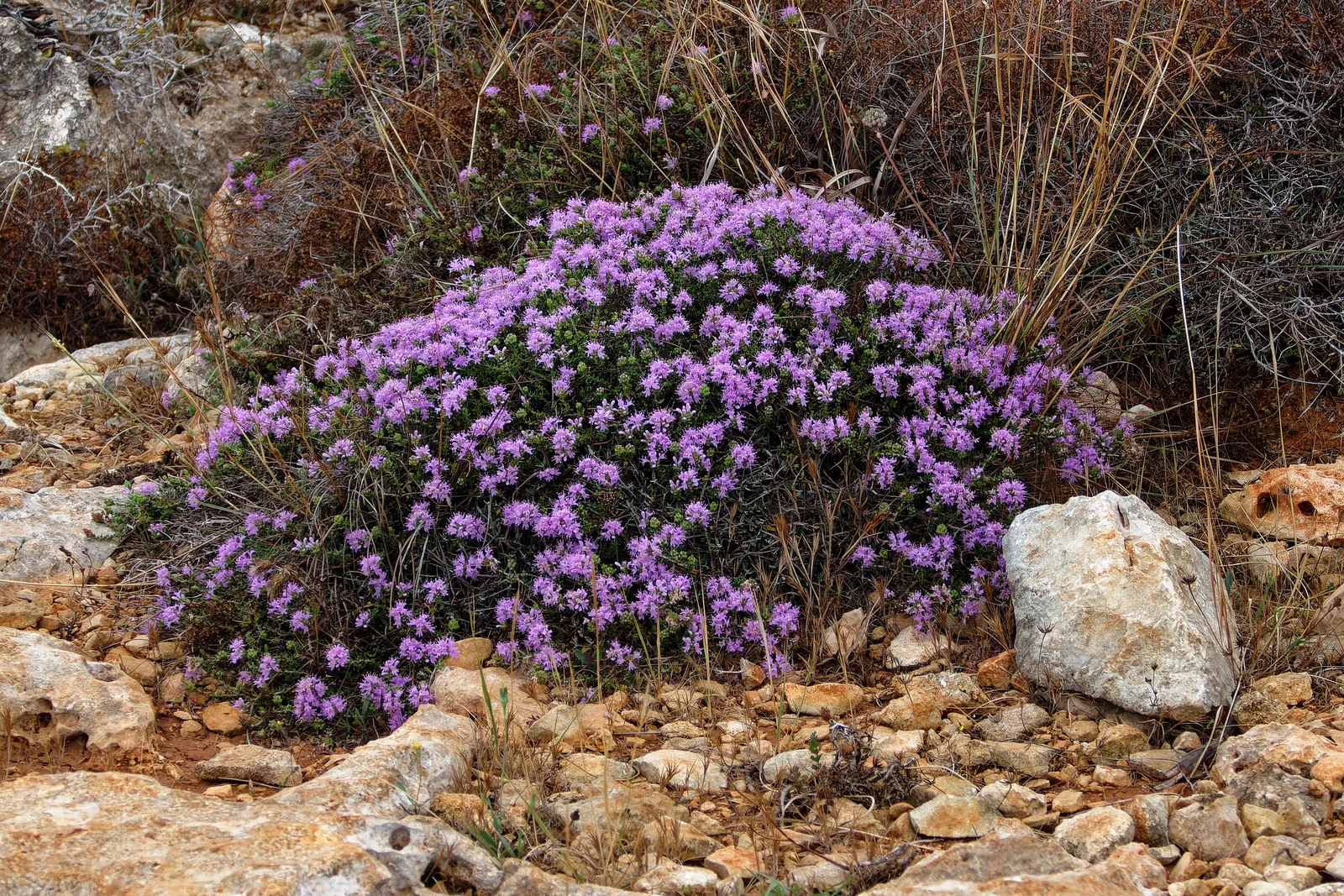 Mediterranean Thyme showing tiny opposite leaves for field identification.