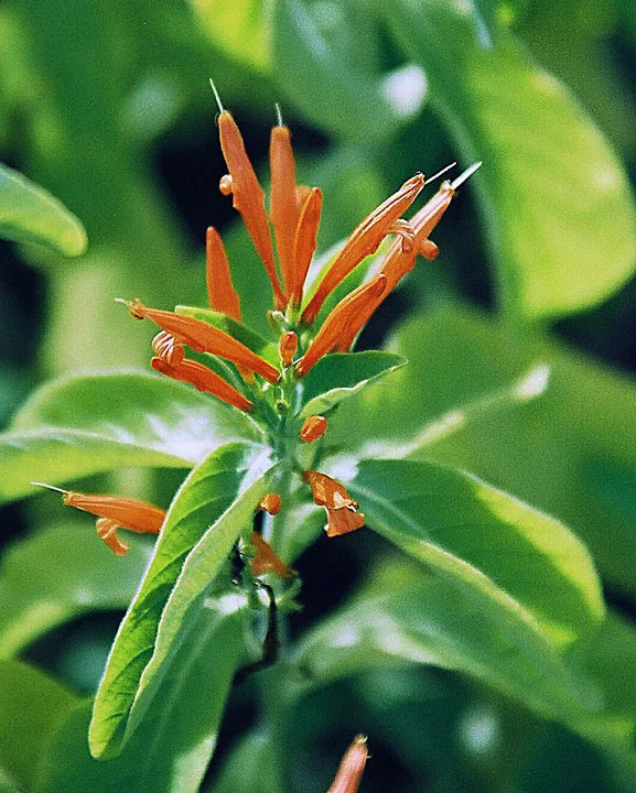Mexican Honeysuckle with orange flowers on a leafy shrub.