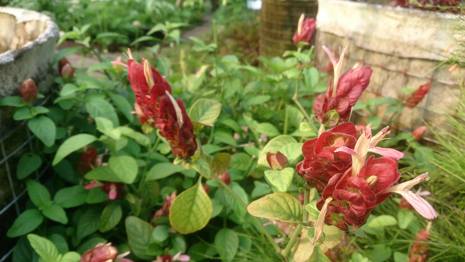 Mexican Shrimp Plant showing overlapping shrimp-like bracts for field identification.