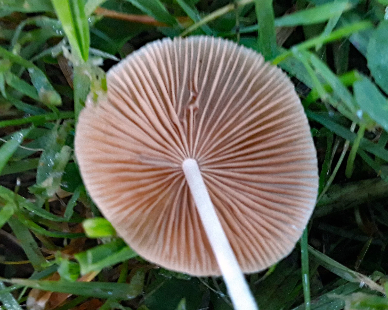 Milky Conecap showing thin pale conical cap for field identification.