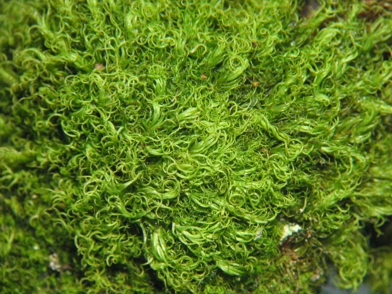 Montane dicranum moss forming a small green tuft.