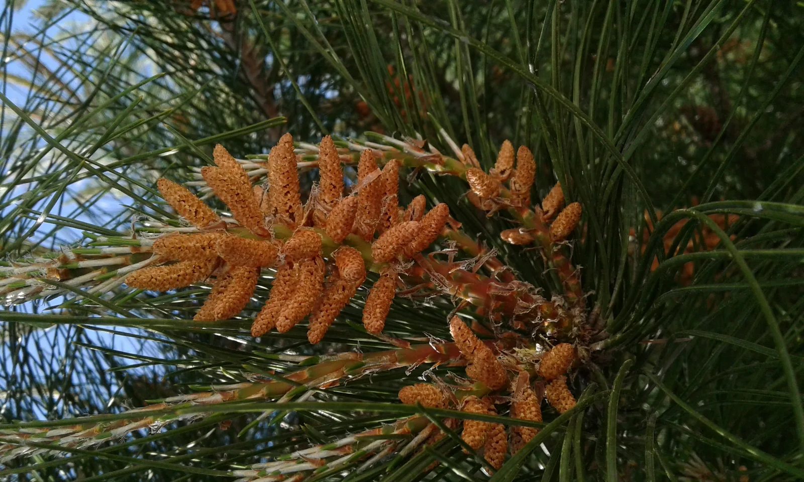 Verified image of Monterey Pine showing needles usually bundled in threes.