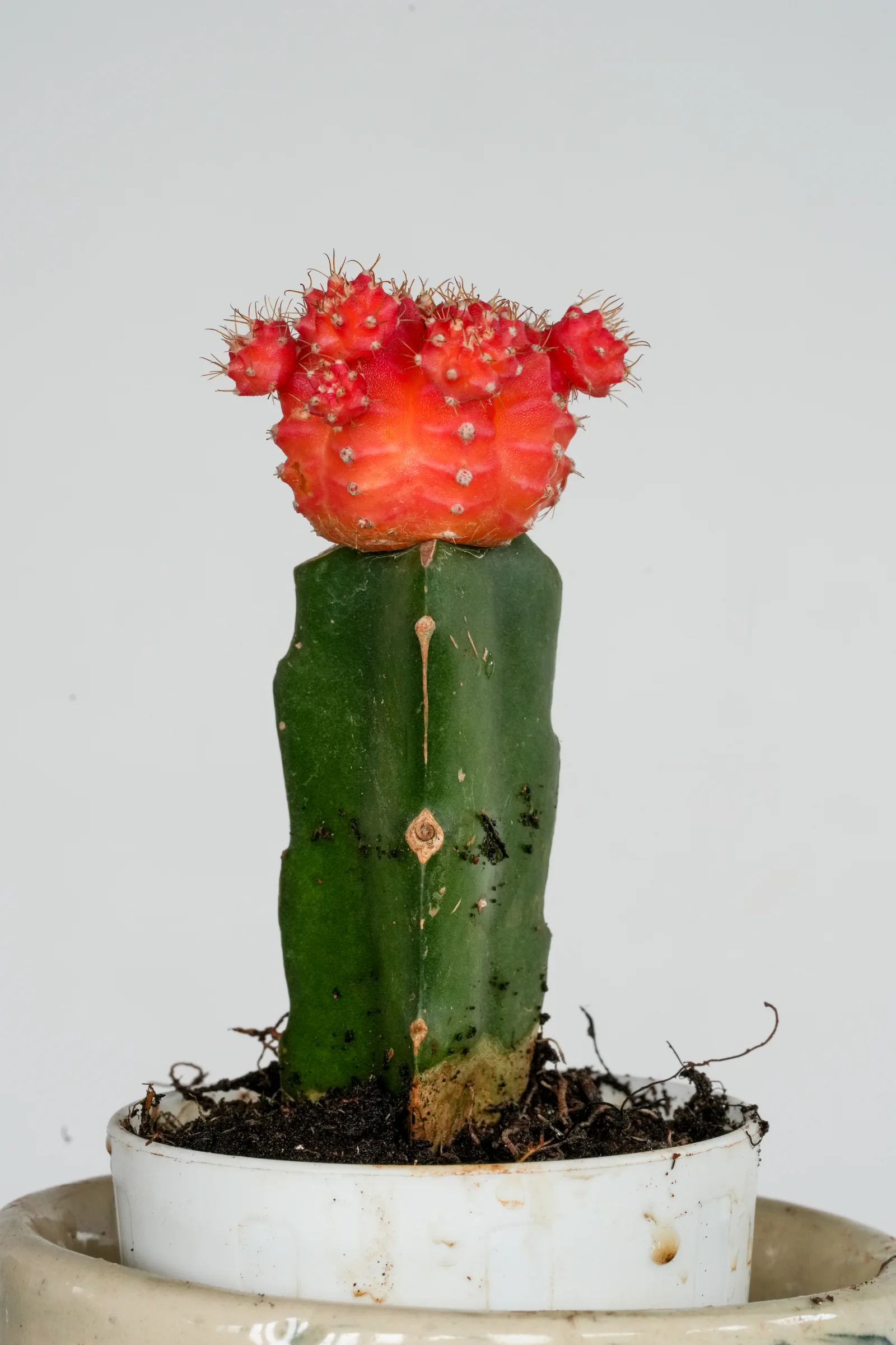 Colorful moon cactus grafted on a green cactus base.