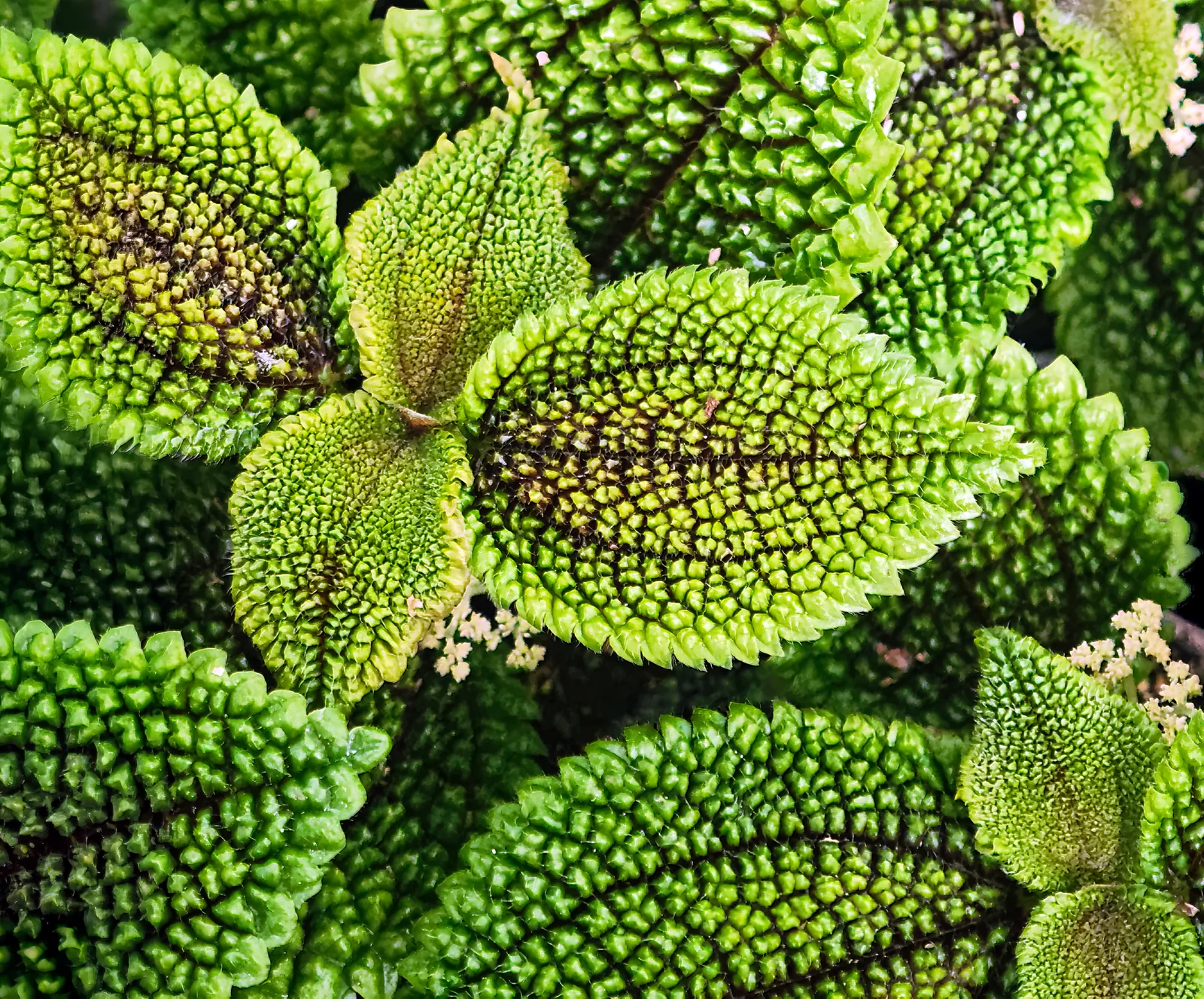 Verified image of Moon Valley Friendship Plant showing deeply puckered leaves.