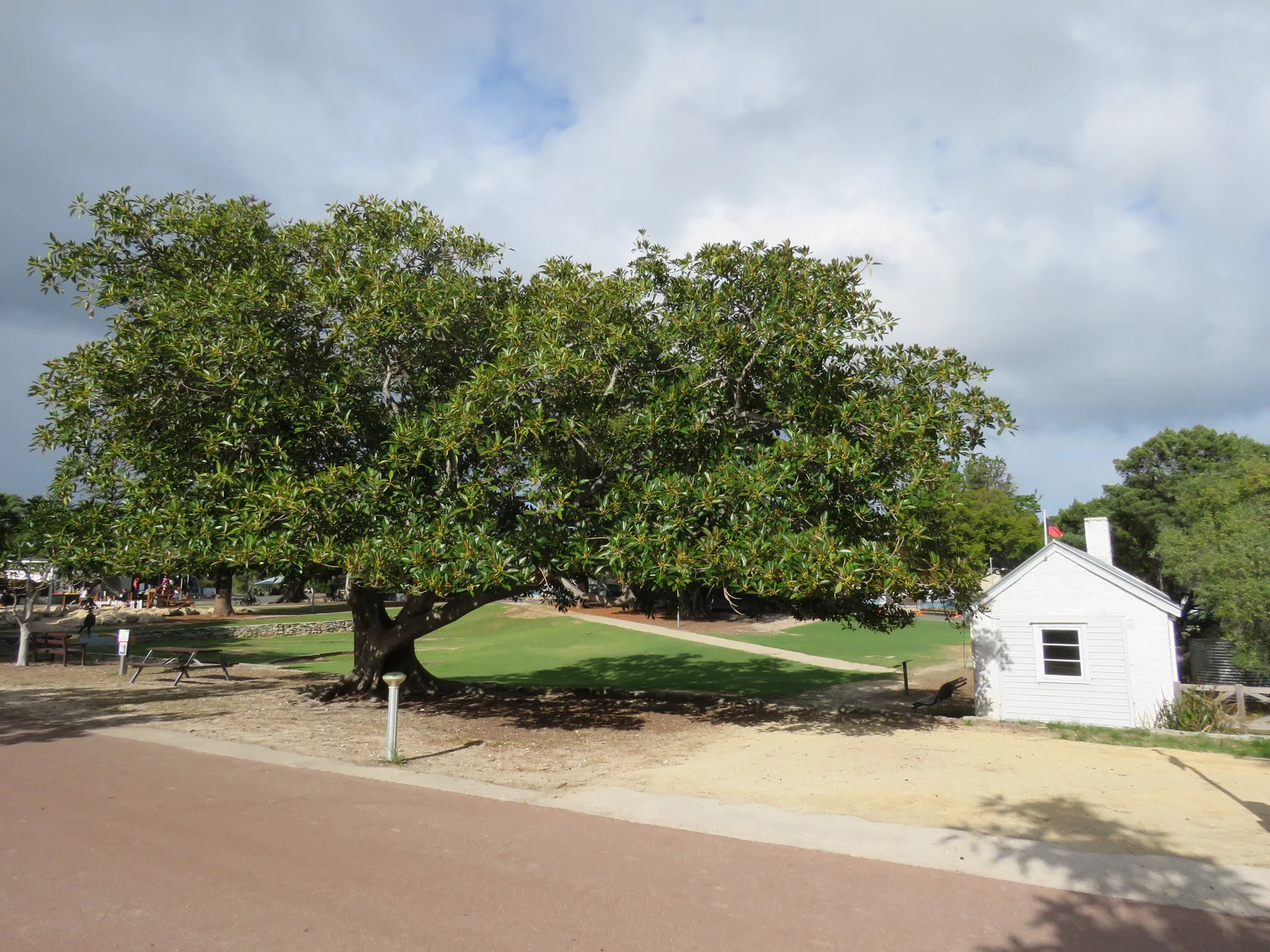Moreton Bay Fig showing visible field marks for Ficus macrophylla.
