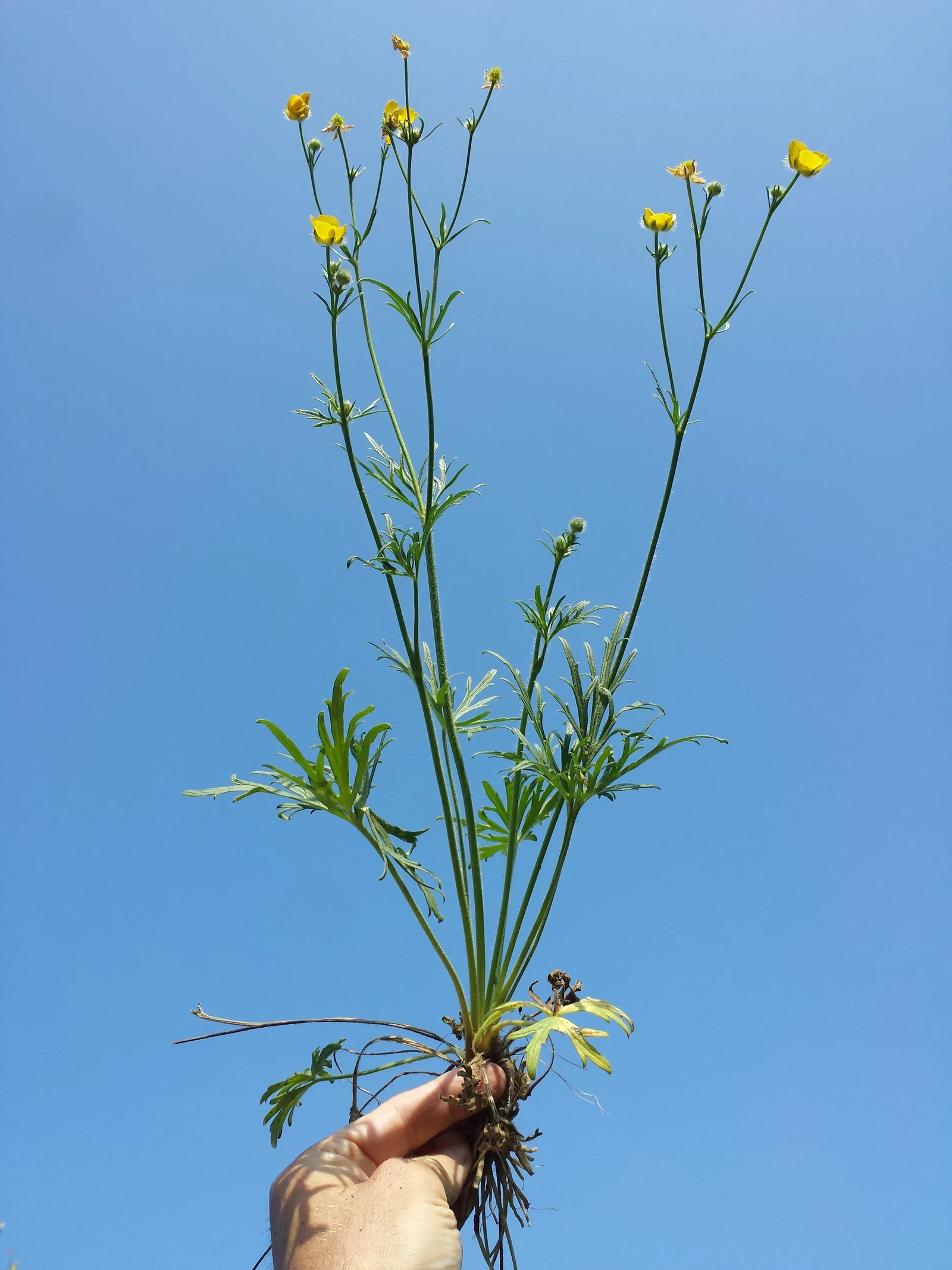 Multi-Flowered Buttercup showing glossy yellow petals.
