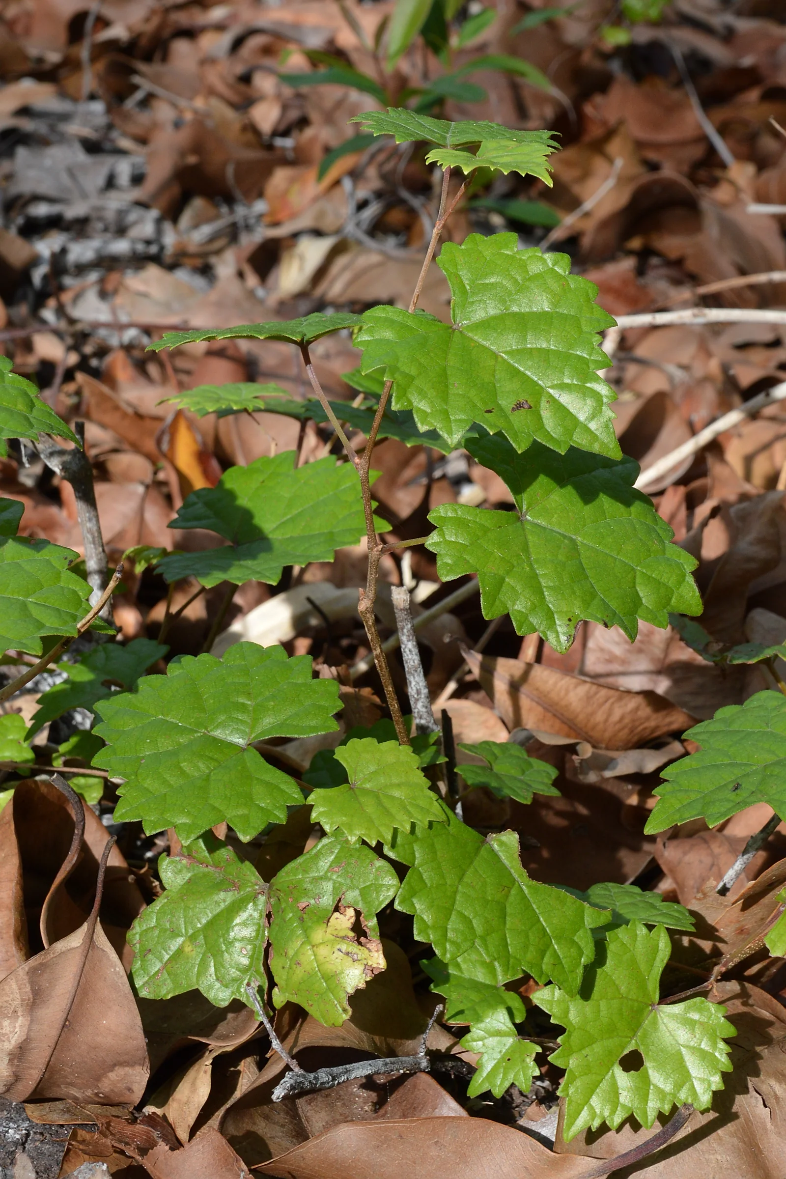 Muscadine showing field marks for identification.