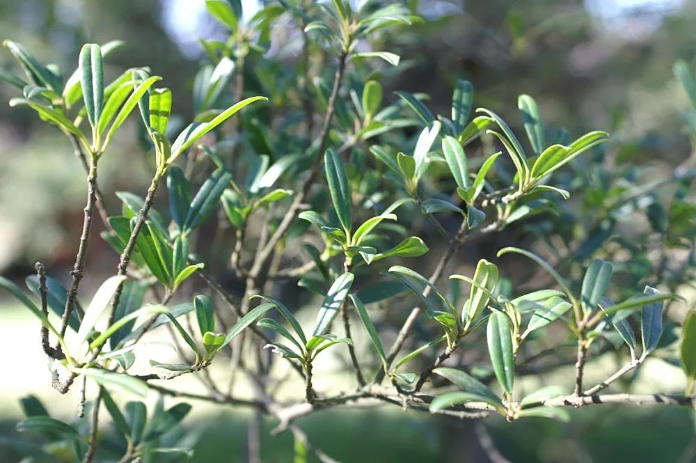 Verified image of Myrtle Dahoon showing small evergreen myrtle-like leaves.