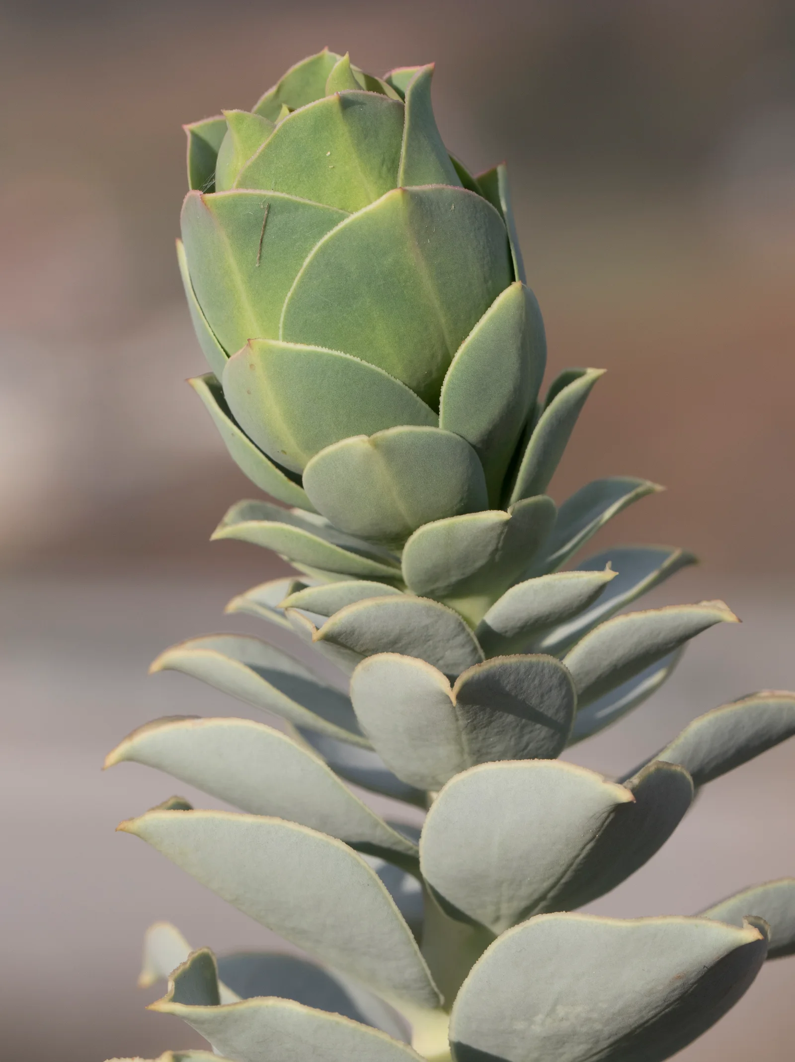 Myrtle Spurge field view showing blue-green fleshy leaves in tight spirals.