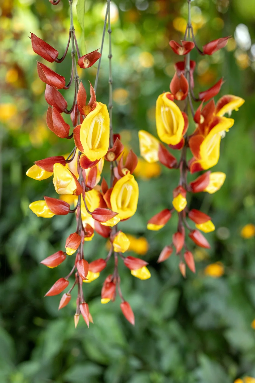 Mysore Trumpetvine showing field marks for Thunbergia mysorensis.
