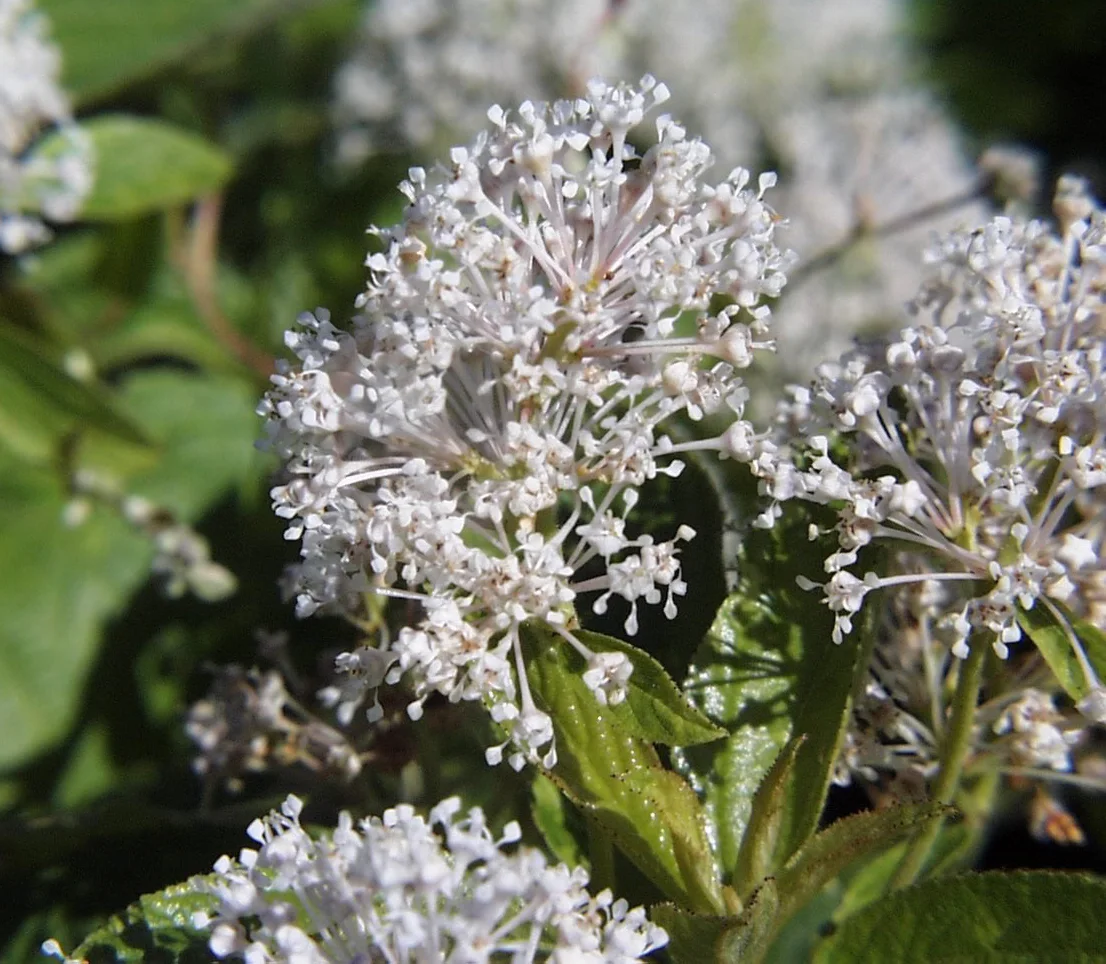 Verified image of New Jersey Tea showing white flower clusters above toothed leaves.