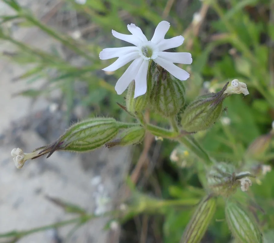 Nightflowering silene with pale flowers and hairy calyces.