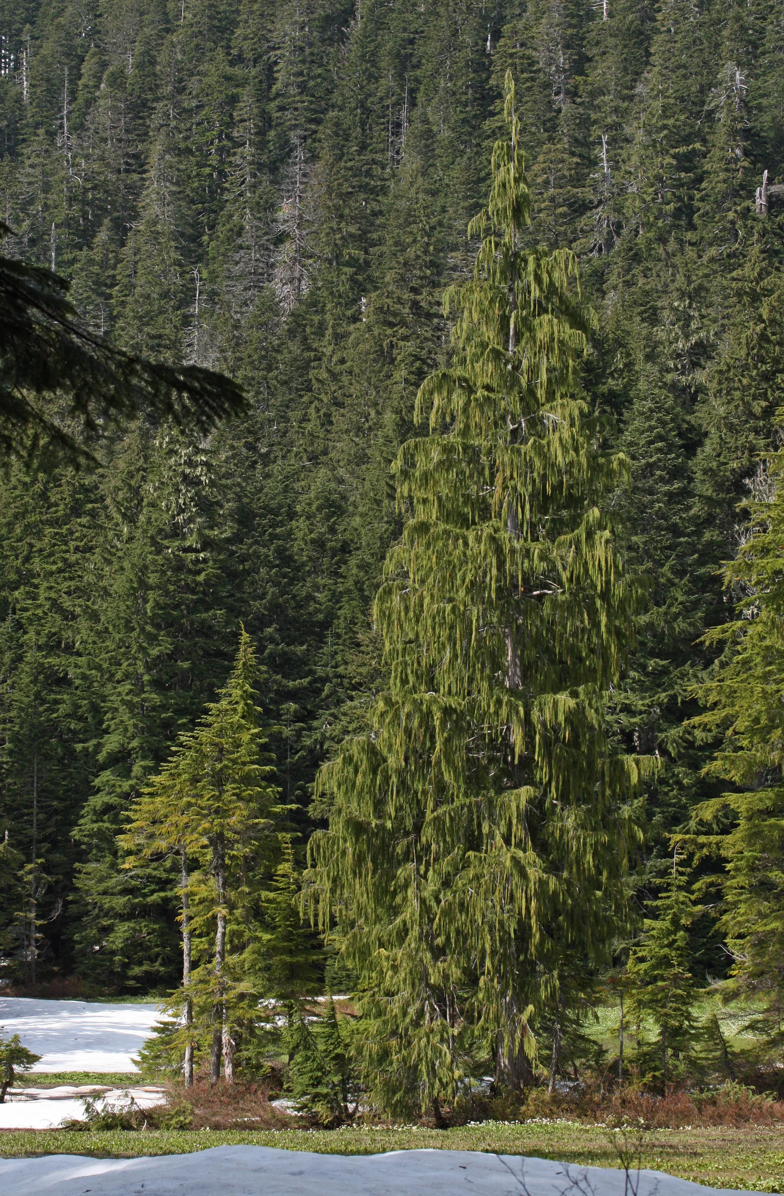 Nootka Cypress showing field marks for Callitropsis nootkatensis.