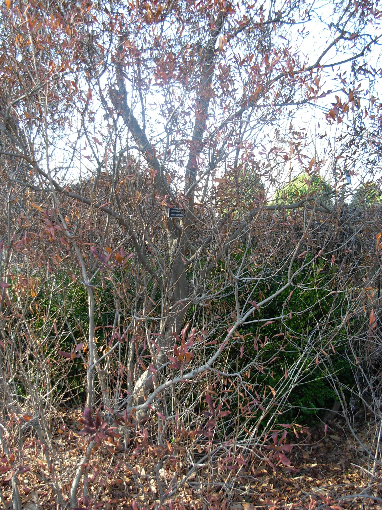 Northern bayberry shrub with waxy fruit clusters.