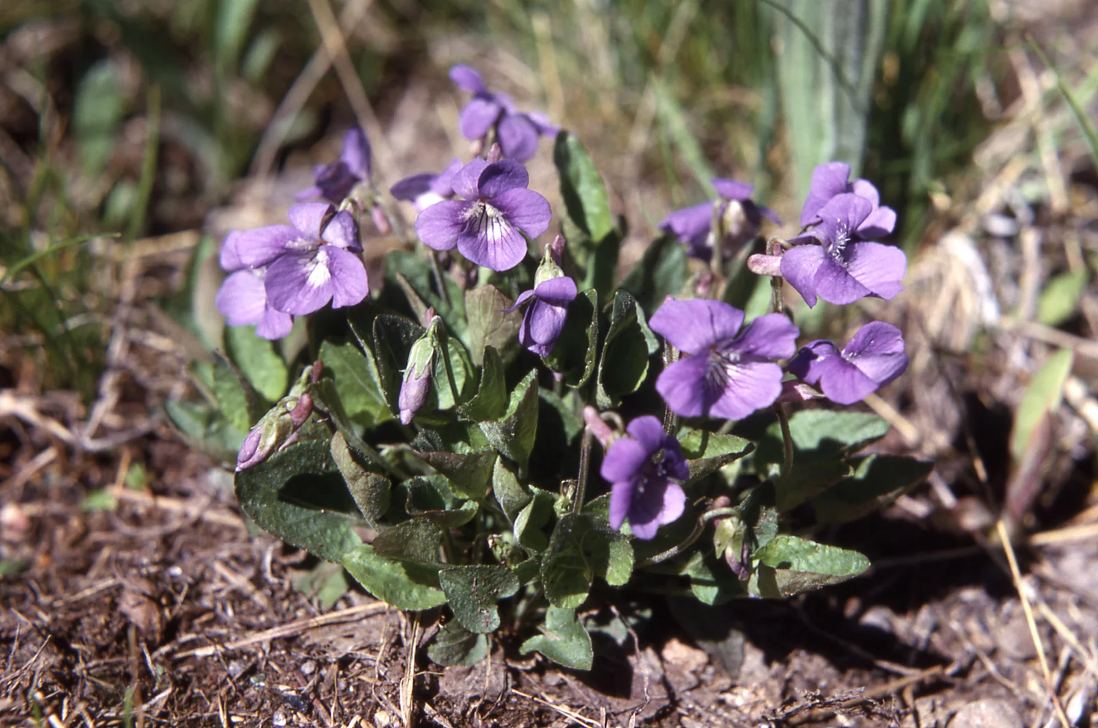 Northern Bog Violet showing field marks for Viola nephrophylla.