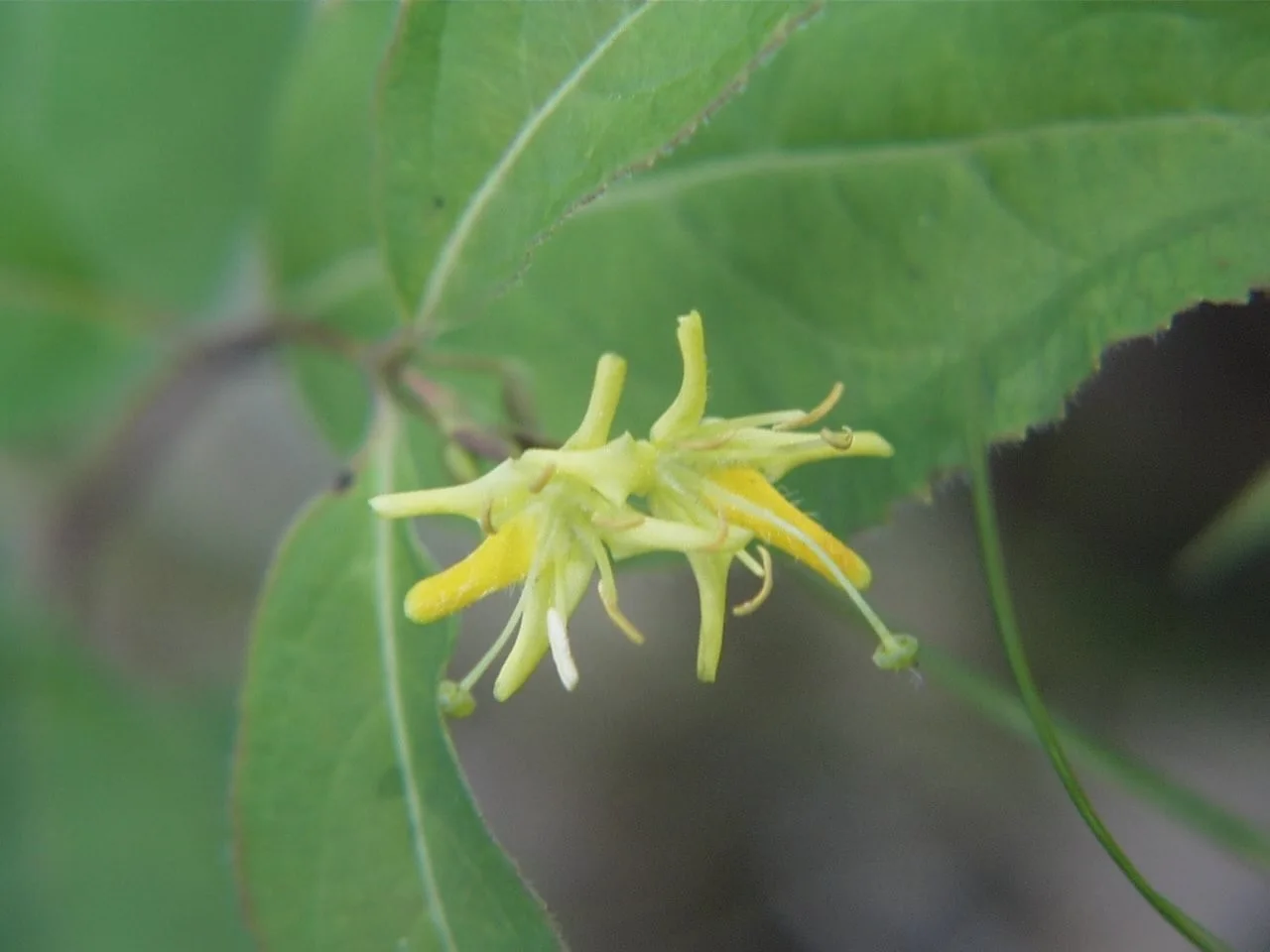 Verified image of Northern Bush Honeysuckle showing yellow tubular flowers and paired leaves.