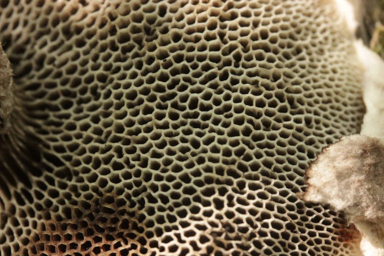 Old-Man-Of-The-Woods showing dark shaggy cap scales for field identification.