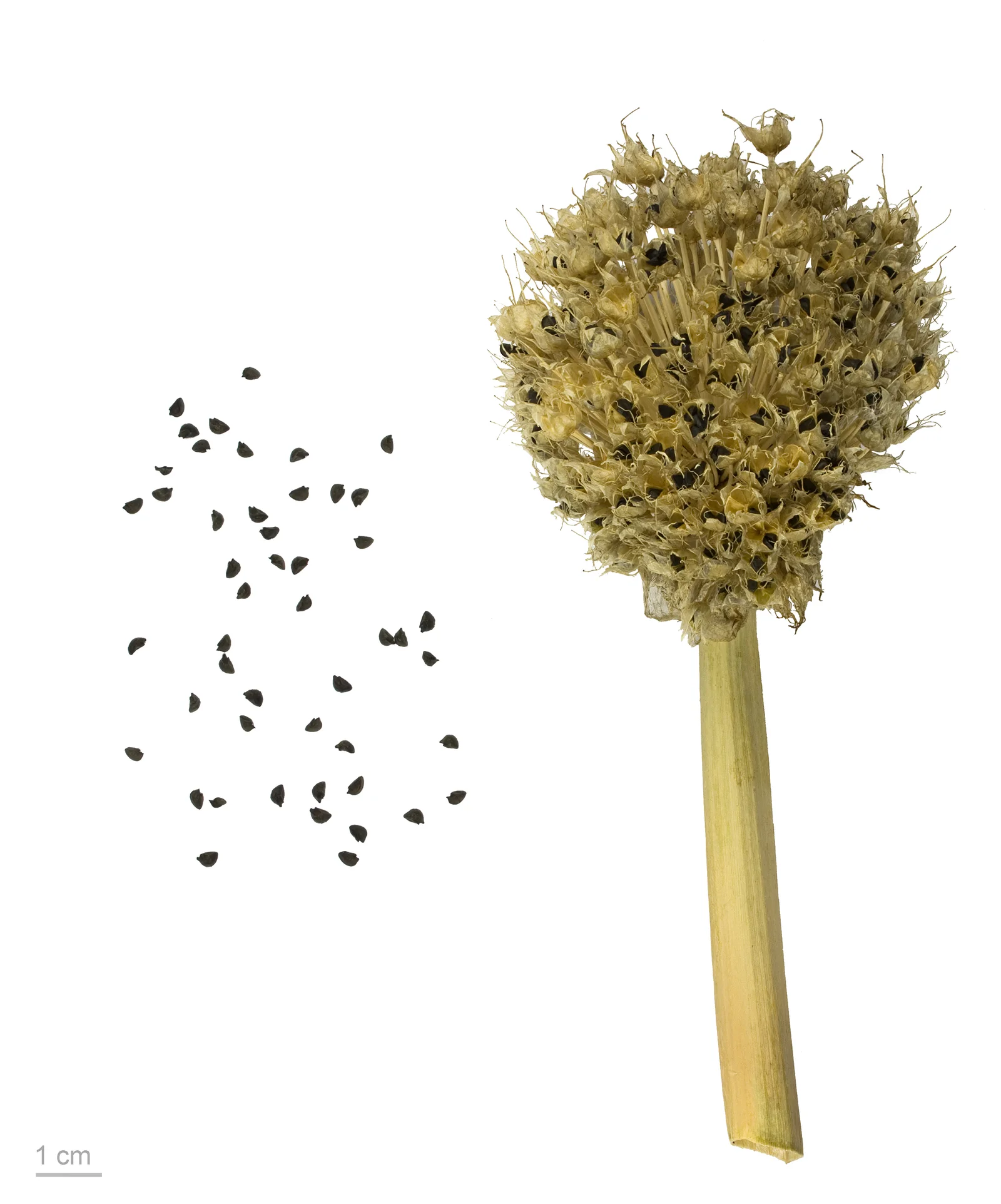Onions field image showing key visible features.
