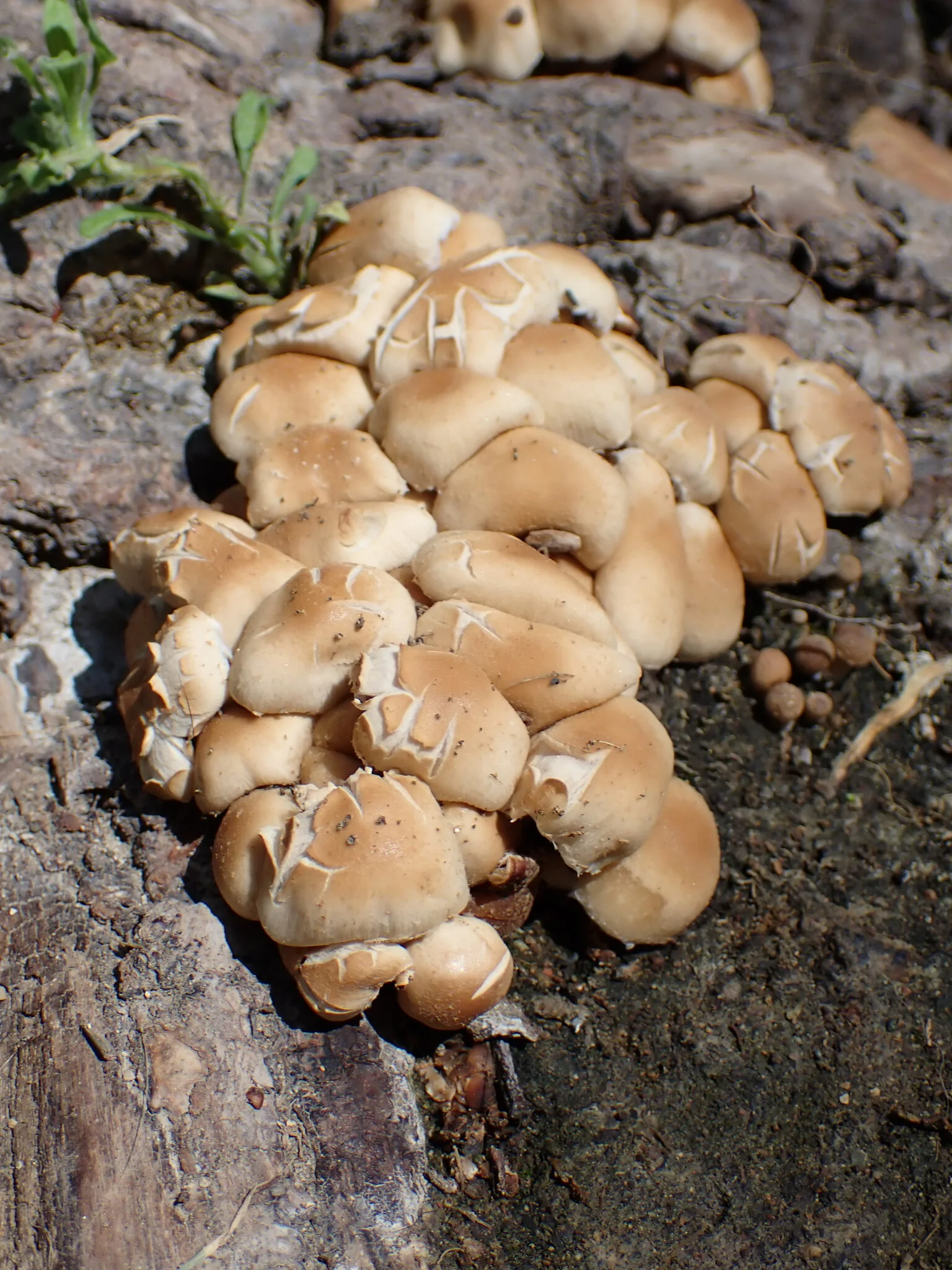 Pale Brittlestem showing key field marks for identification.