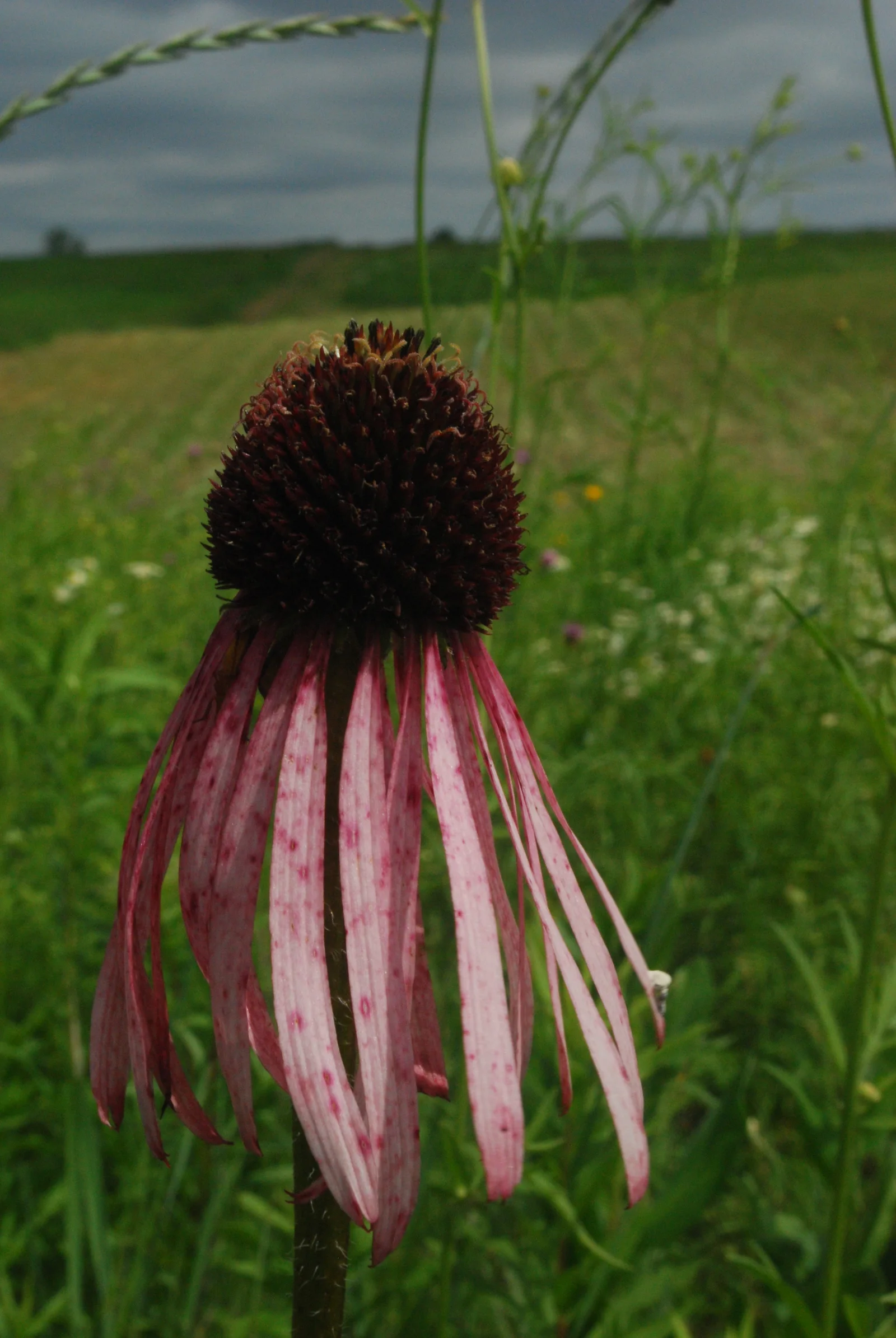 Pale purple coneflower with narrow petals swept down from a spiny center cone.