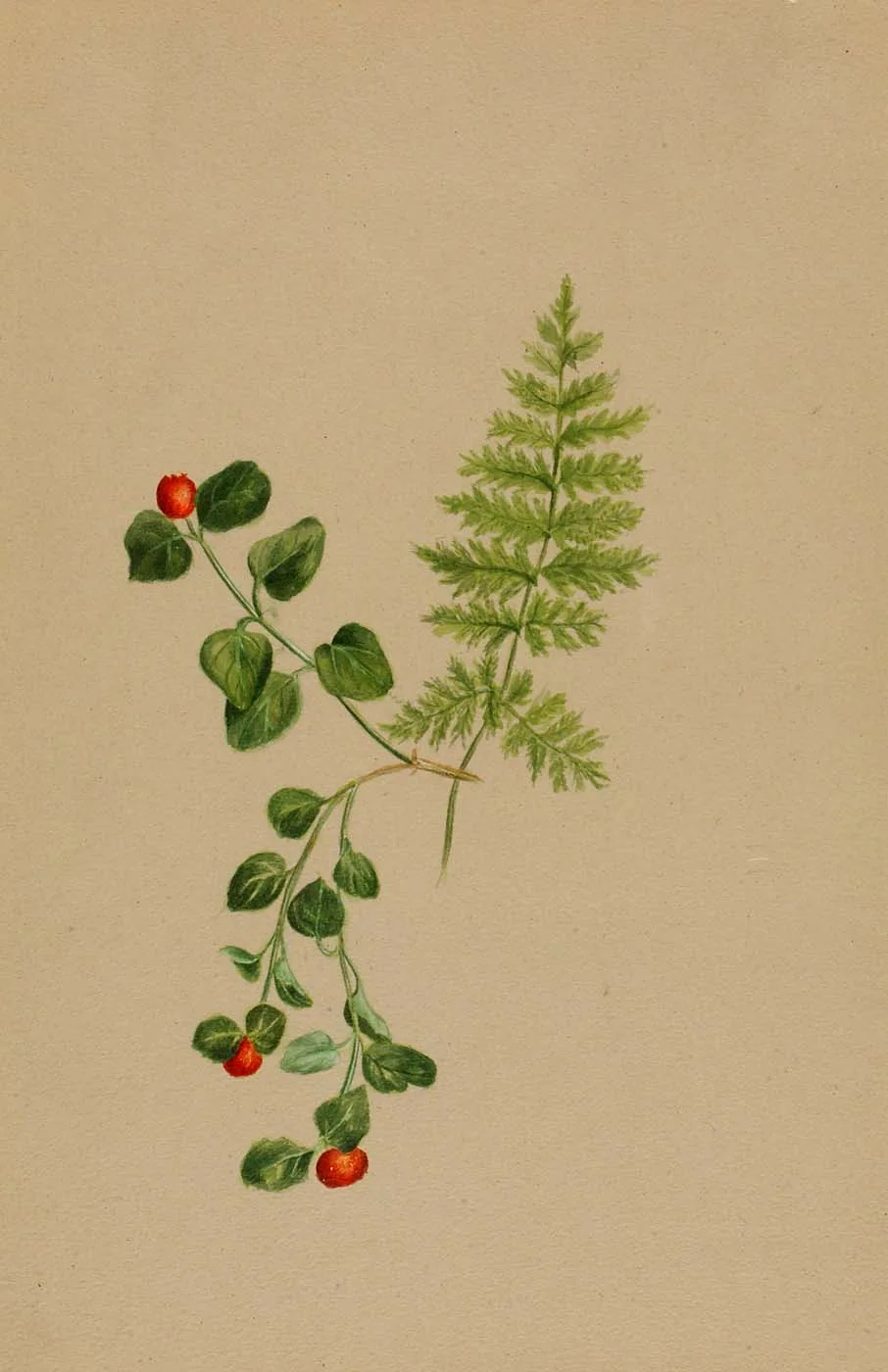 Partridgeberry showing field marks for Mitchella repens.