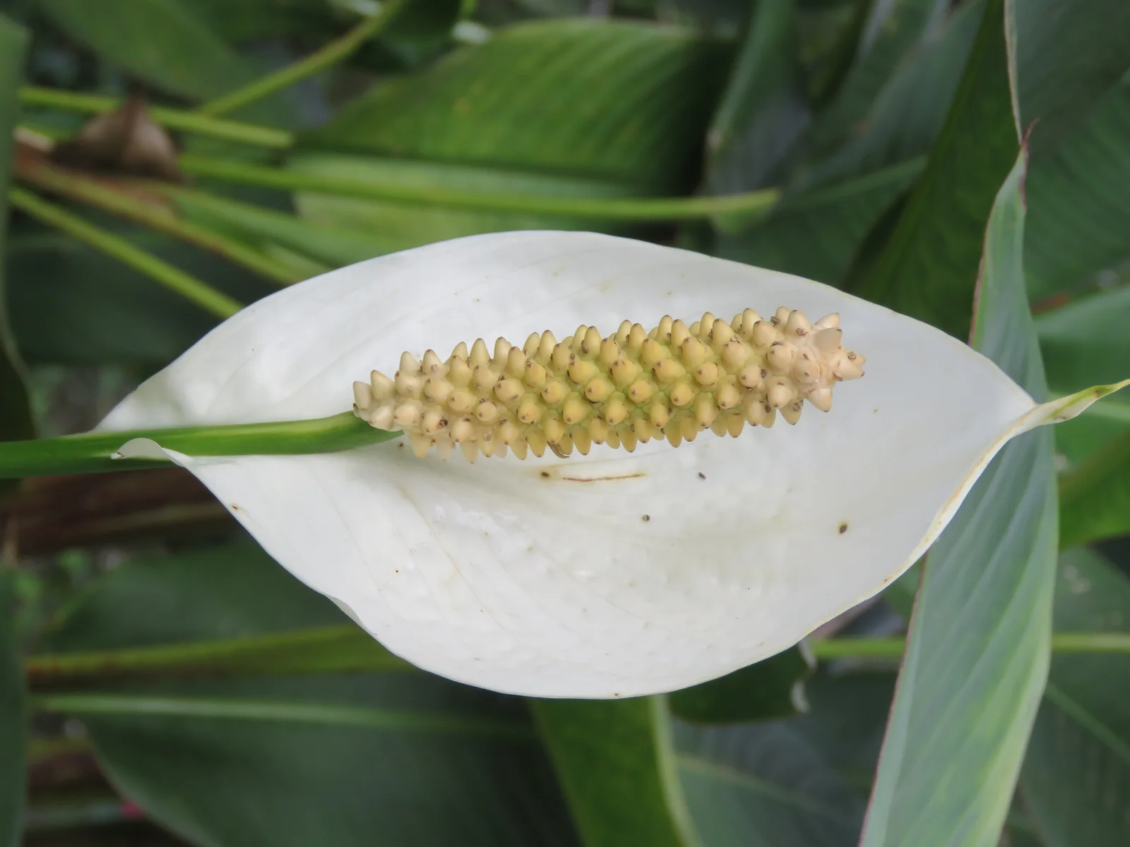 Peace Lily showing visible field marks for Spathiphyllum wallisii.