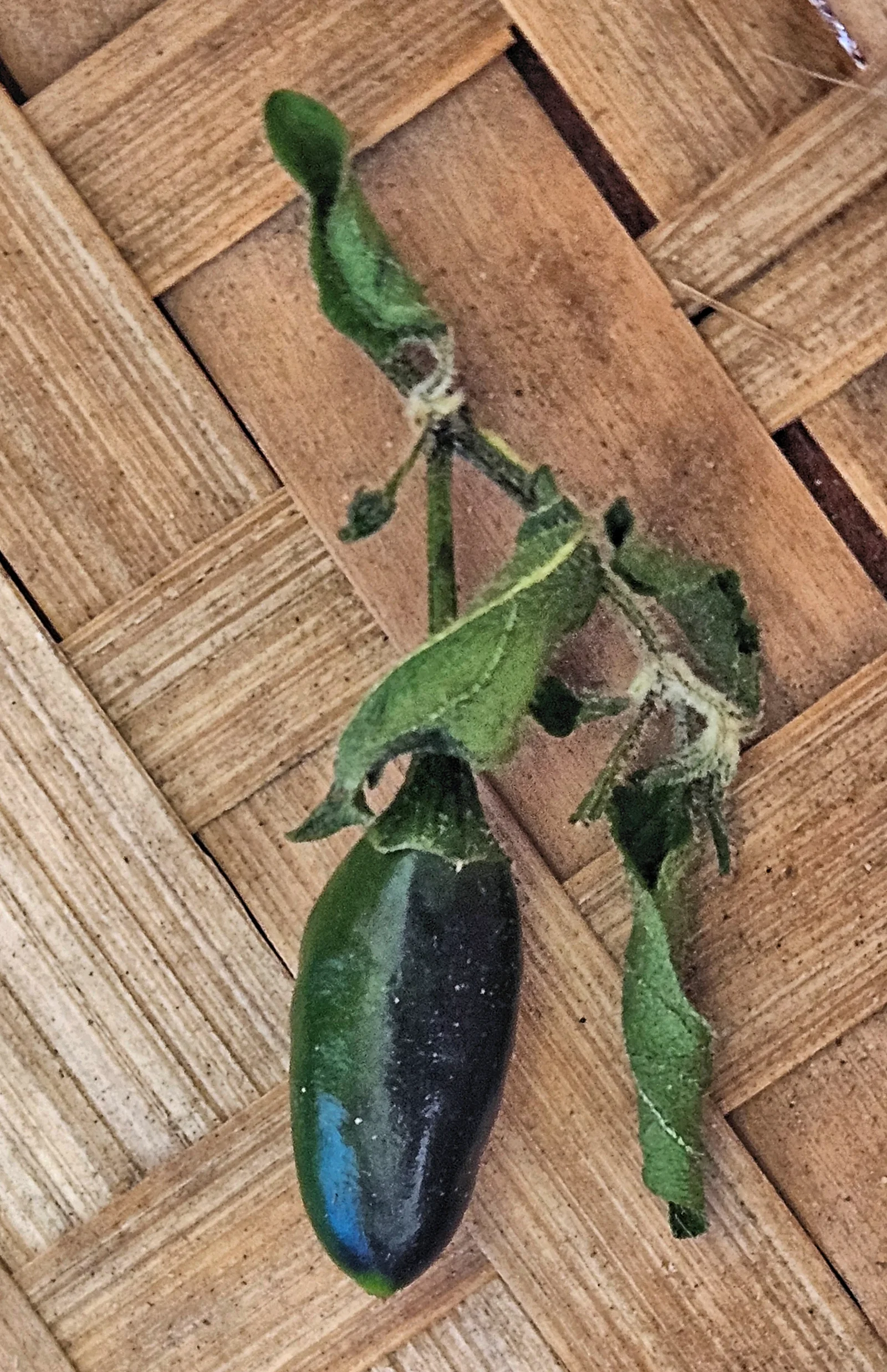 Pequin Pepper shown in a verified species image for field-guide context.