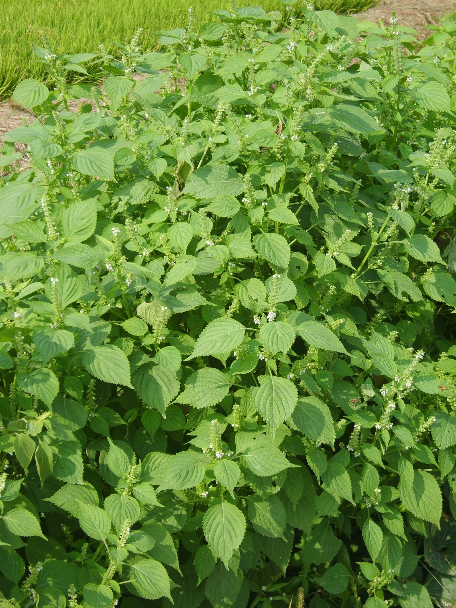 Perilla showing field marks for identification.
