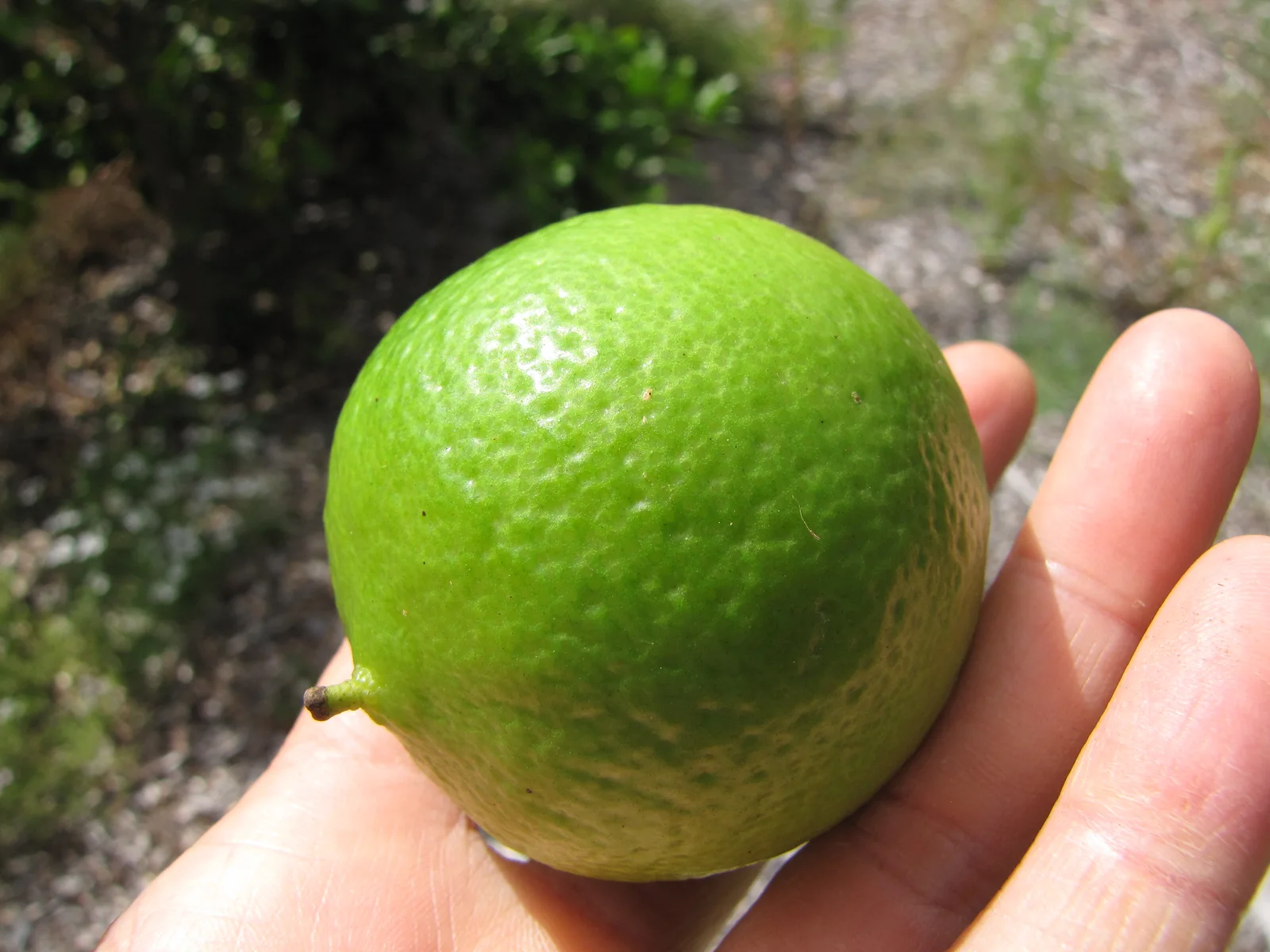 Persian Lime showing glossy evergreen leaves for field identification.
