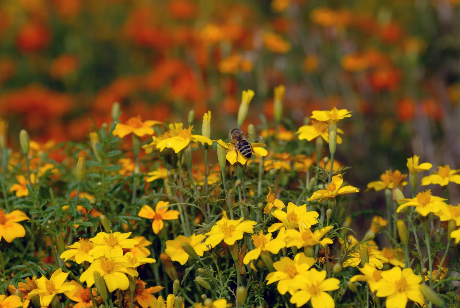 Petite Marigold showing finely divided leaves, small single daisy-like flowers, and a low branching habit.