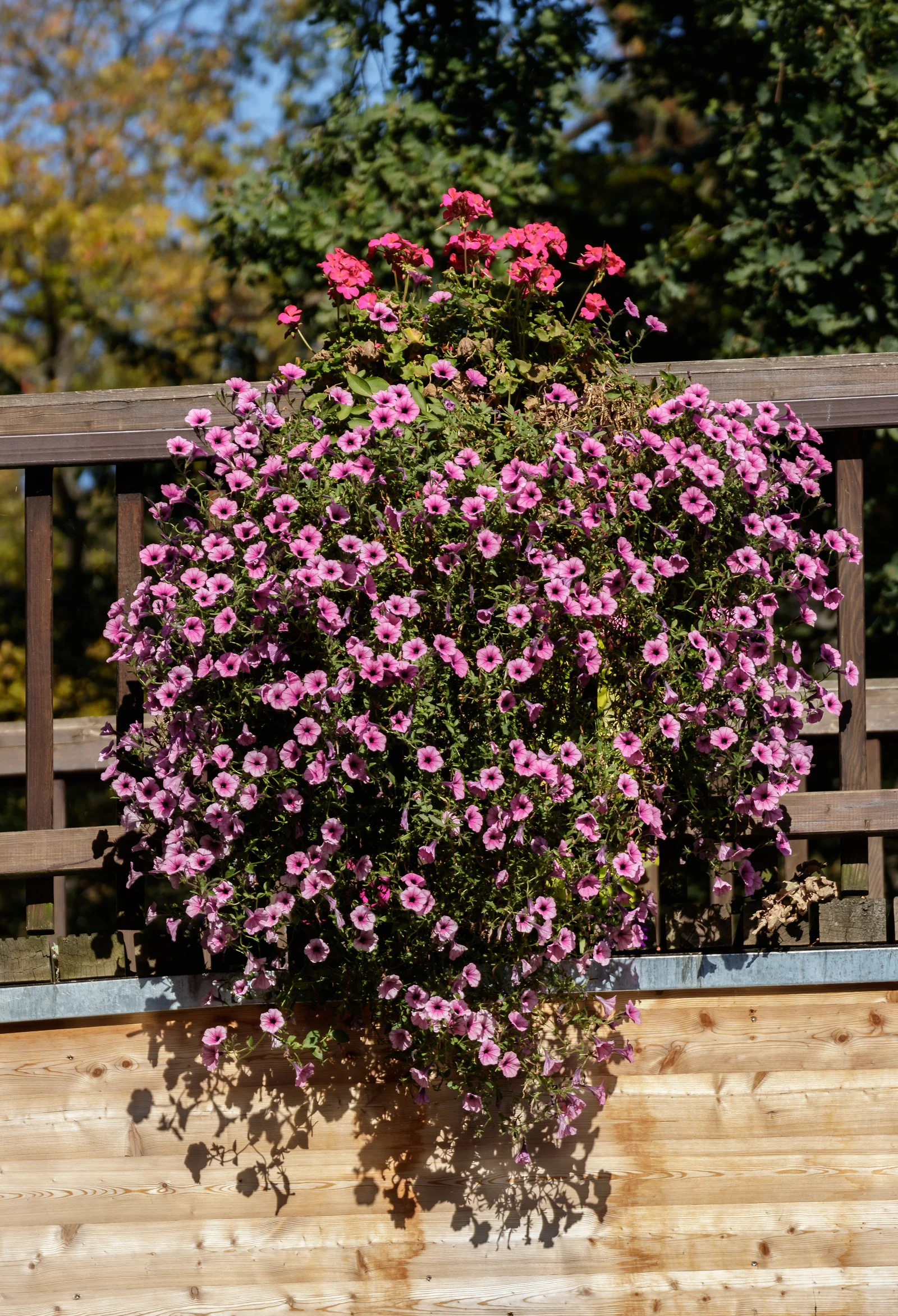 Petunia showing the main field marks described in the Species Showcase.