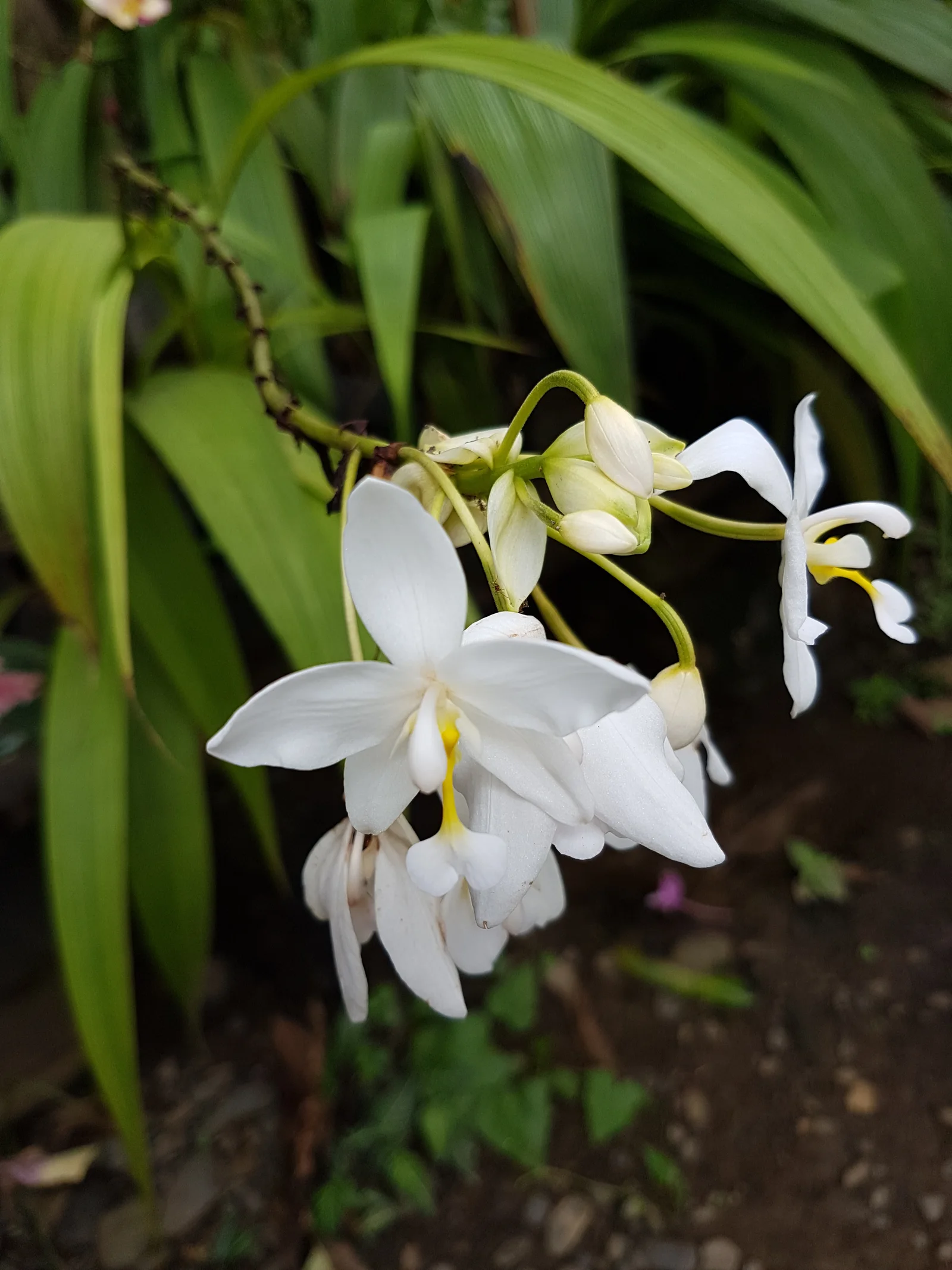 Philippine Ground Orchid hero showing overall form.