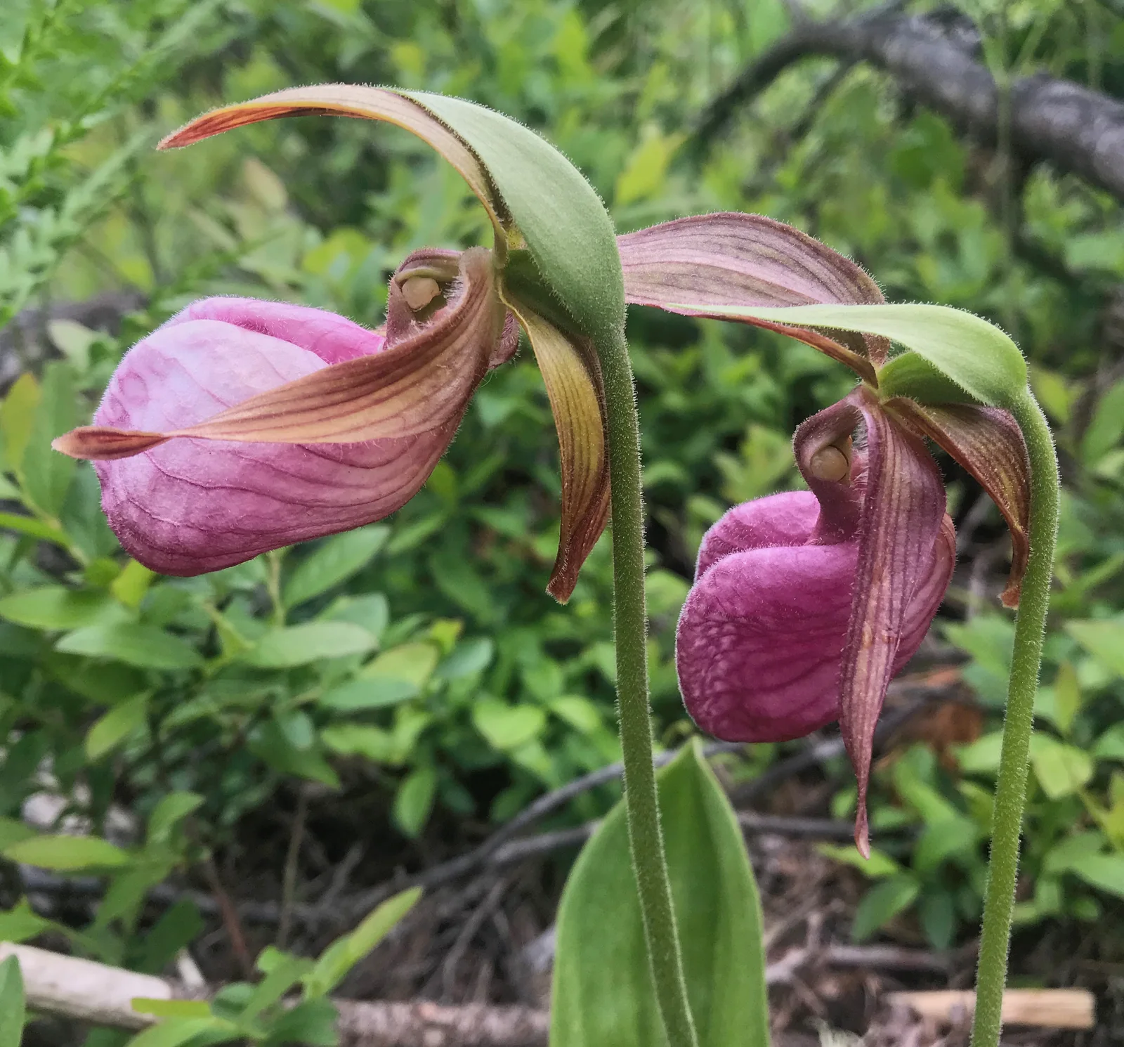 Pink Lady's Slipper showing visible field marks for Cypripedium acaule.