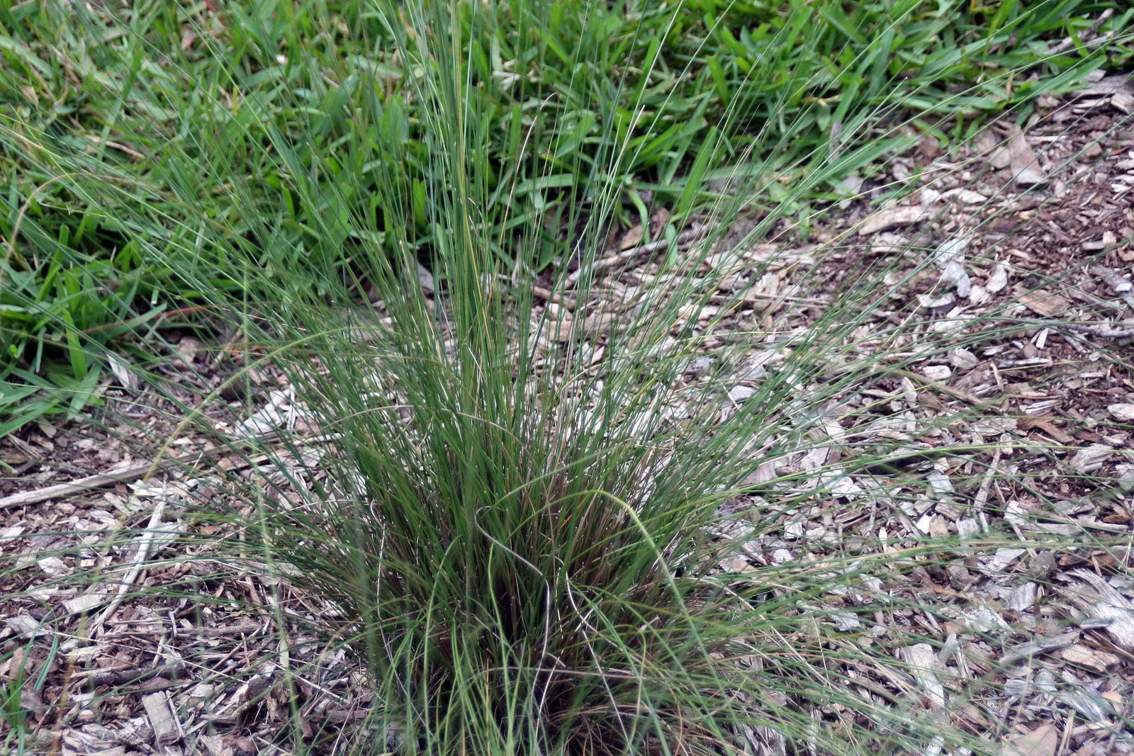 Pink Muhly Grass showing fine narrow leaves for field identification.