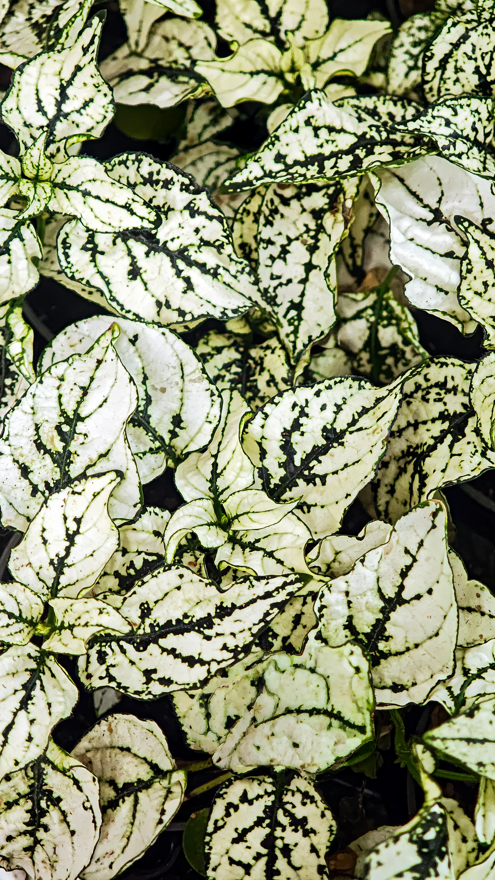 Verified image of Polka Dot Plant showing pink-spotted leaves.